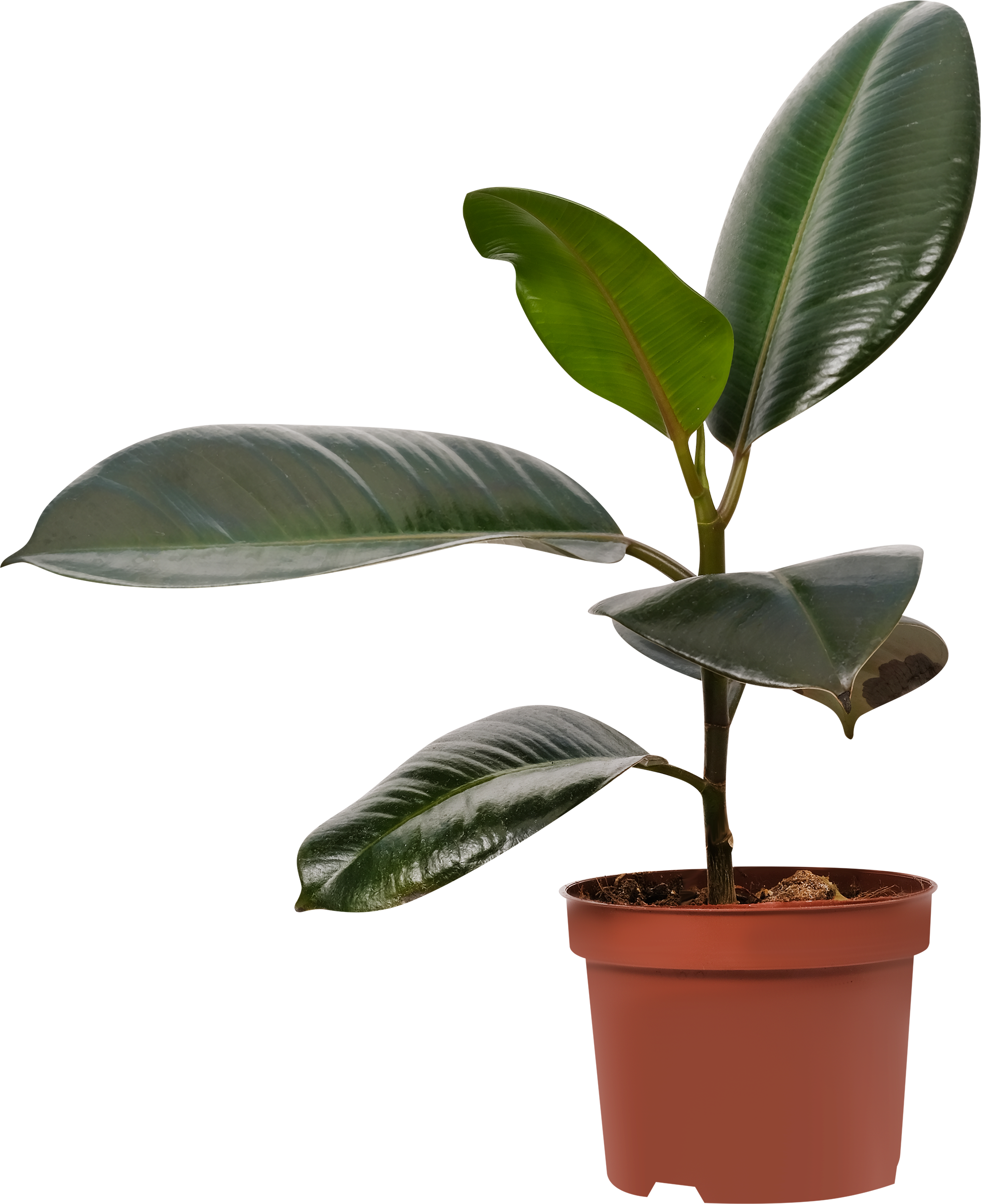 Изображение товара Растение в горшке Фикус Робуста d=12см