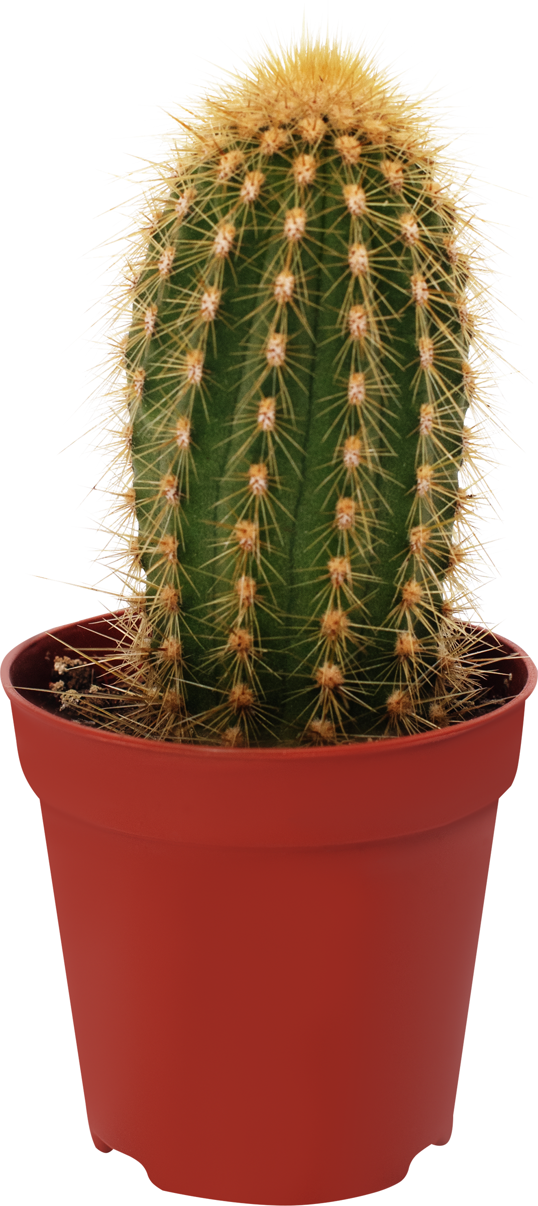 Изображение товара Мини-кактус в горшке d=5см - живой декор для интерьера