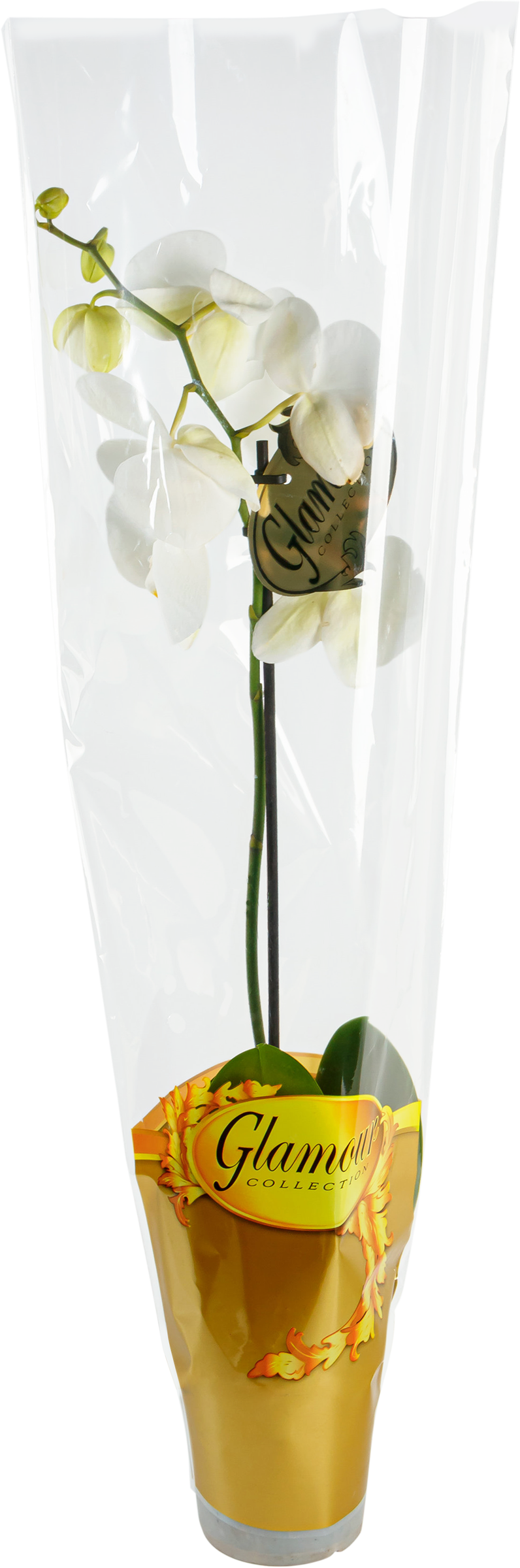 Изображение товара Растение в горшке Фаленопсис 1 ветка диаметром 12 см