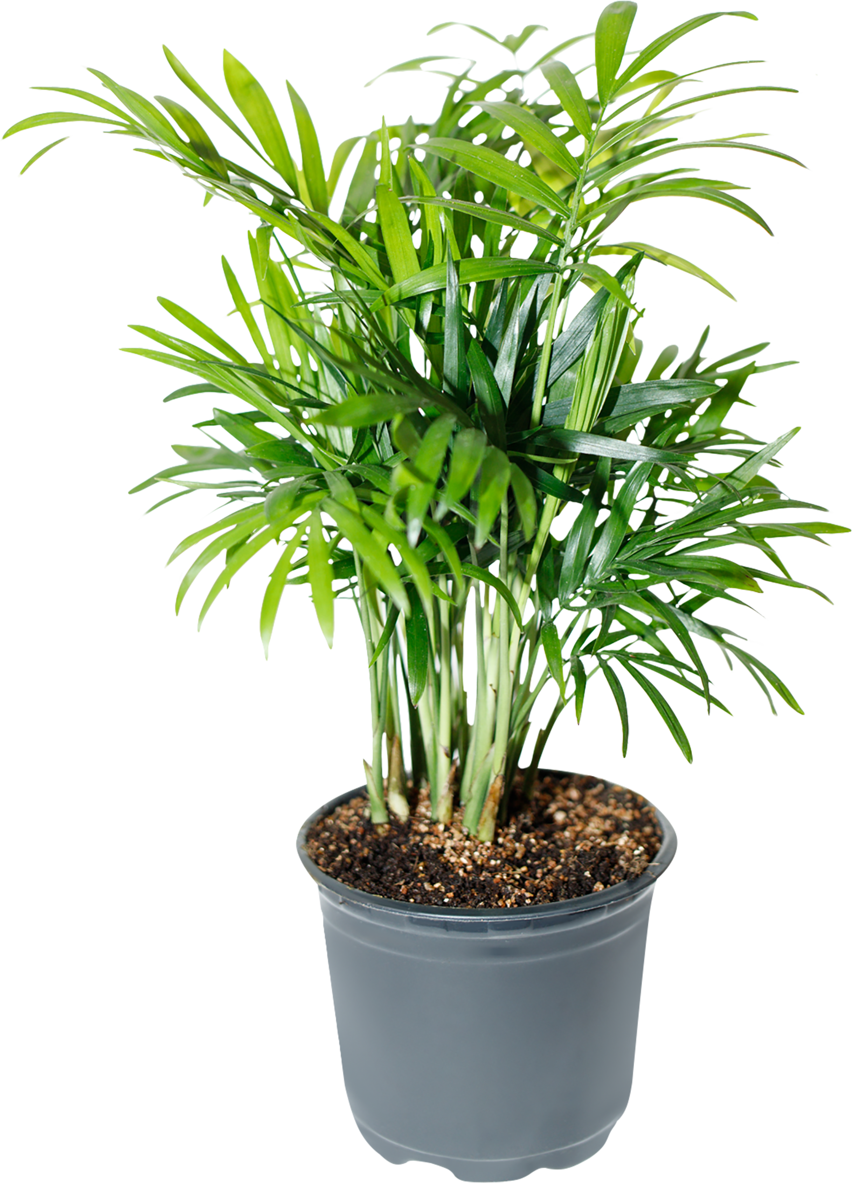 Изображение товара Растение в горшке Хамедорея d=9см комнатное растение очищение воздуха