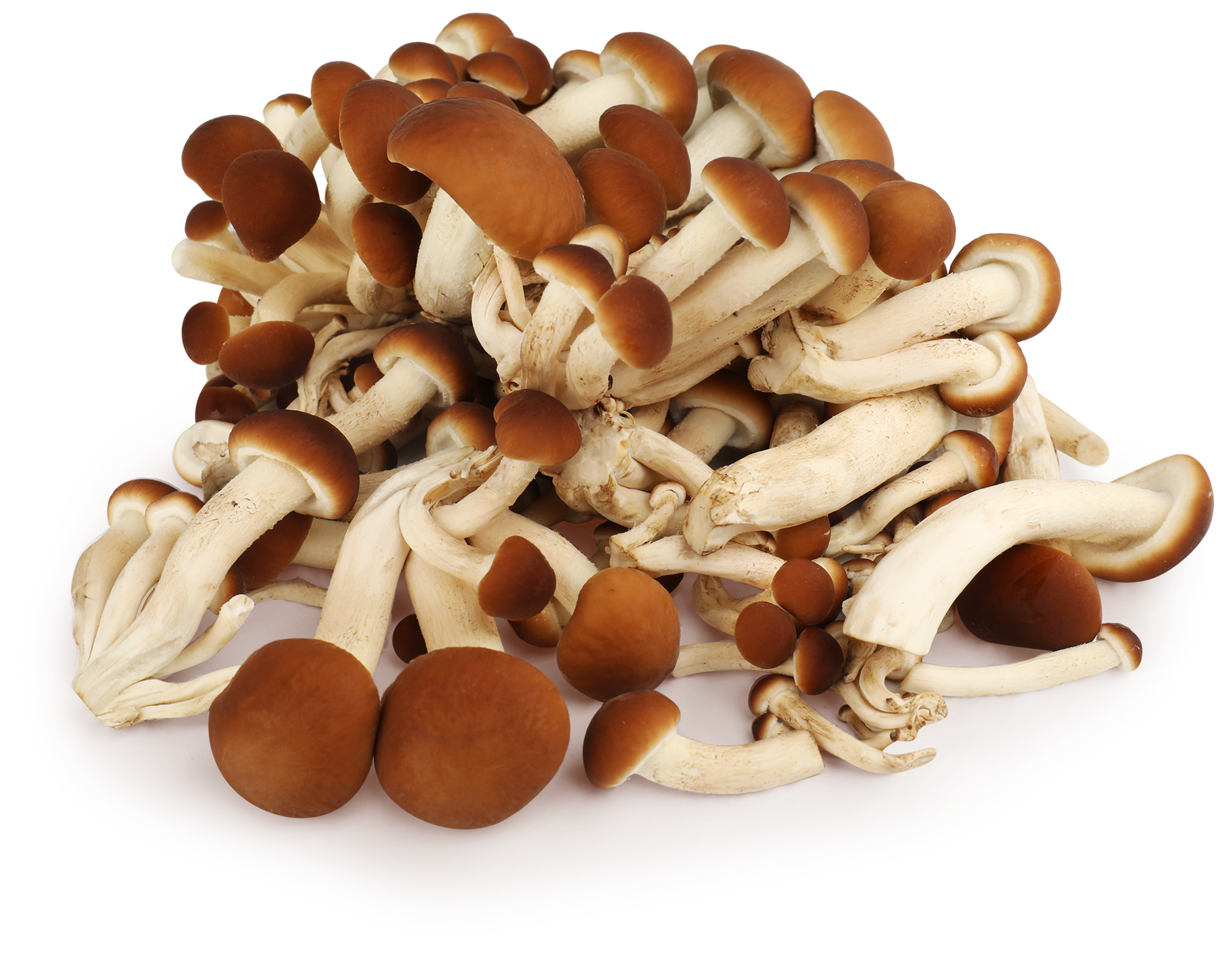 Изображение товара Опята свежие 200г натуральные грибы для кулинарии Россия