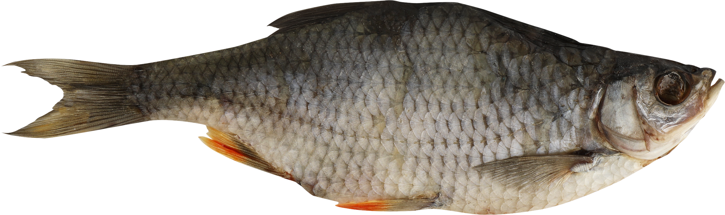 Изображение товара Красноперка вяленая ОКЕАН 695 рублей натуральная закуска для любителей рыбы