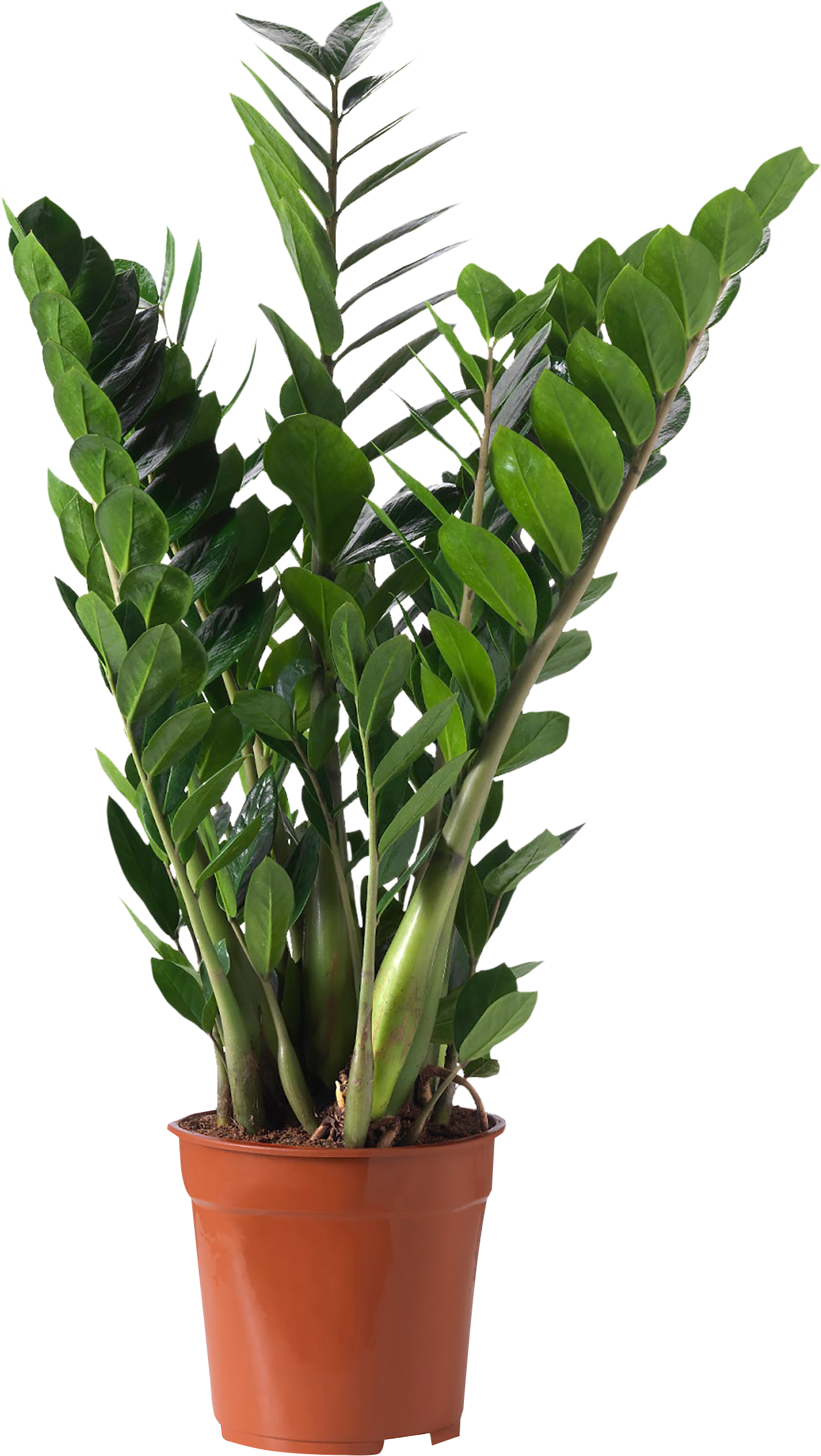 Изображение товара Растение в горшке Замиокулкас d=12см