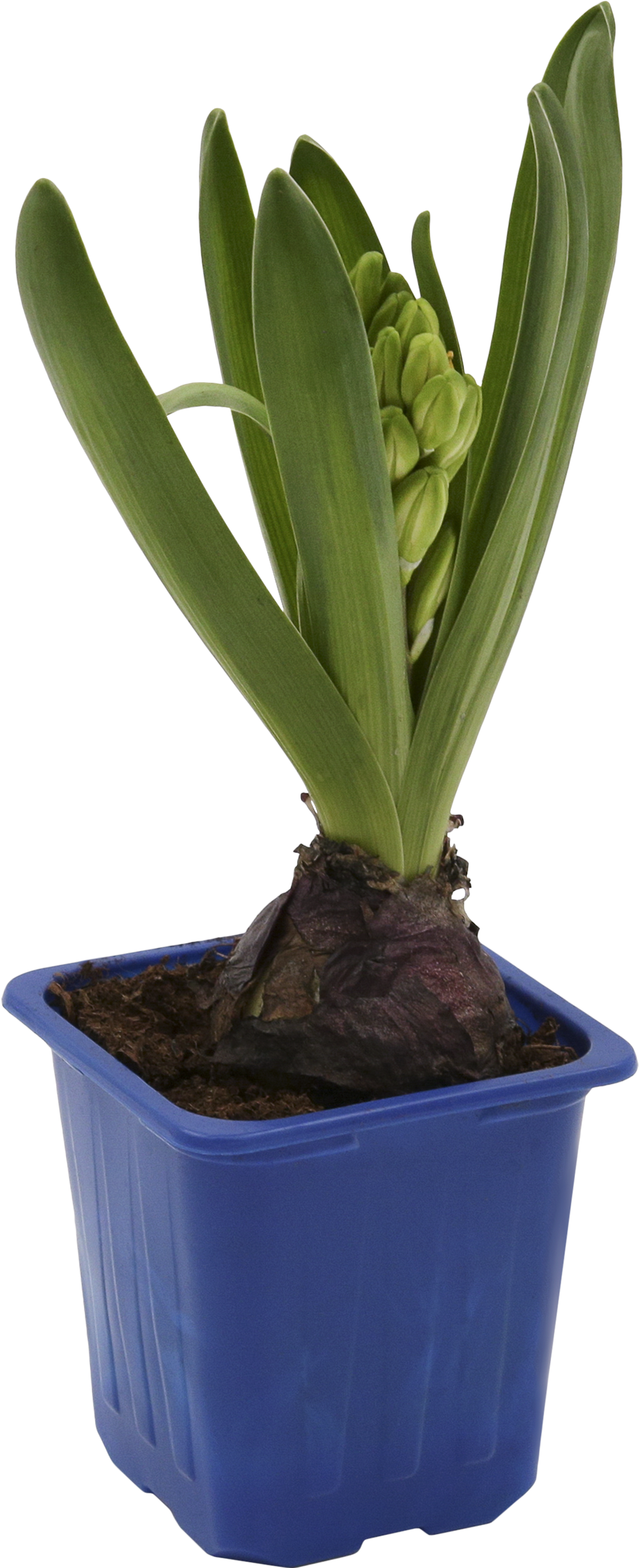 Изображение товара Гиацинт в горшке 7 см mixed ароматное однолетнее растение для дома и сада