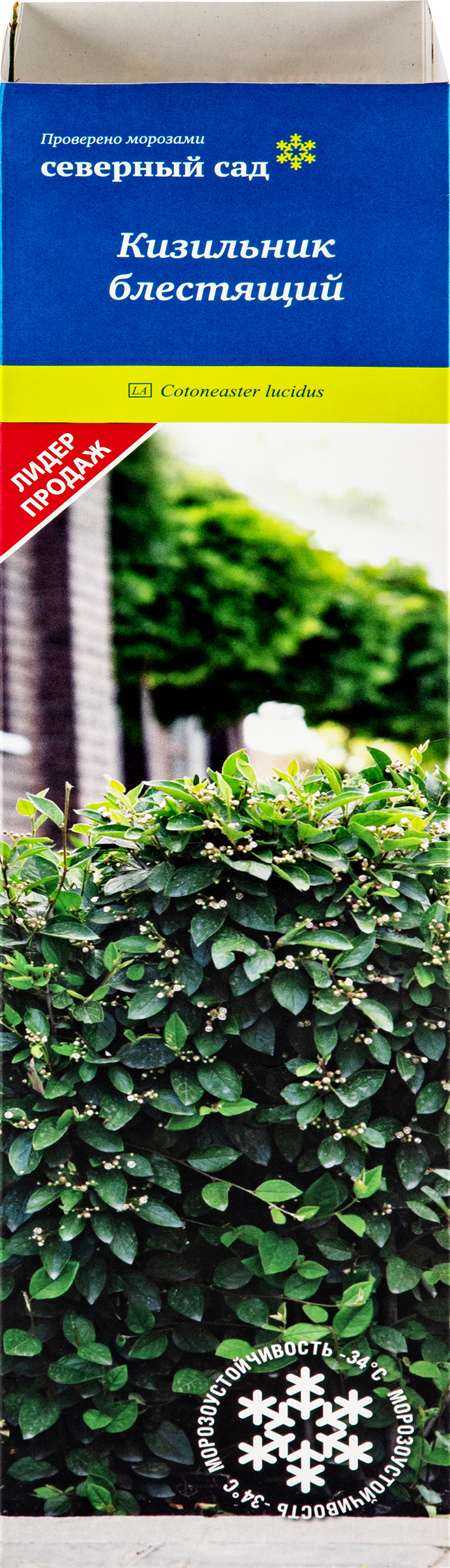 Изображение товара Кизильник Блестящий. Саженец ПОИСК, 150 см, морозостойкость Средняя