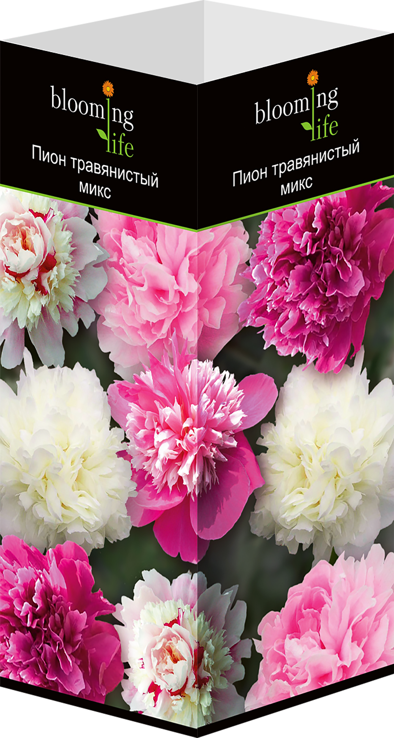 Изображение товара Саженец BLOOMING LIFE Пион травянистый, микс - яркие цветы и пышная зелень
