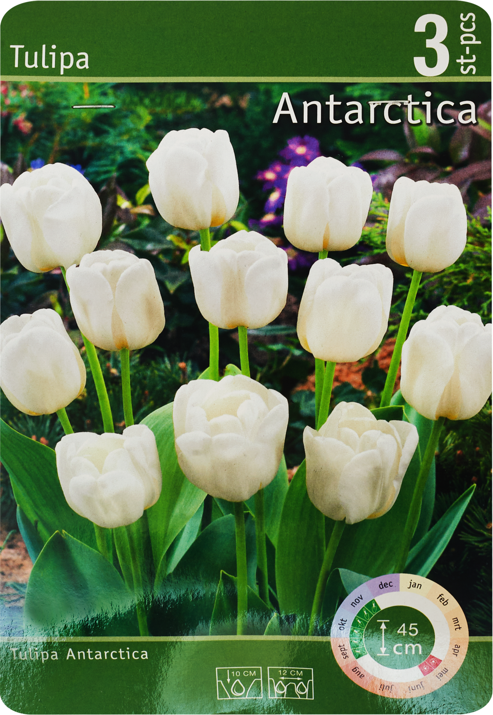 Изображение товара Луковицы Тюльпан Антарктида 10/11, 3 шт - эффектные бокаловидные цветы