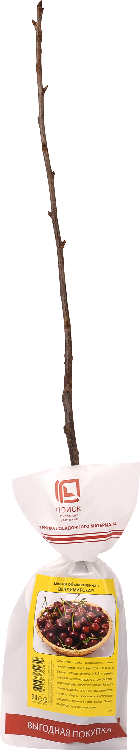 Изображение товара Саженец ПОИСК Вишня Самобесплодная 2, 5-5 м, 7x9x60 см