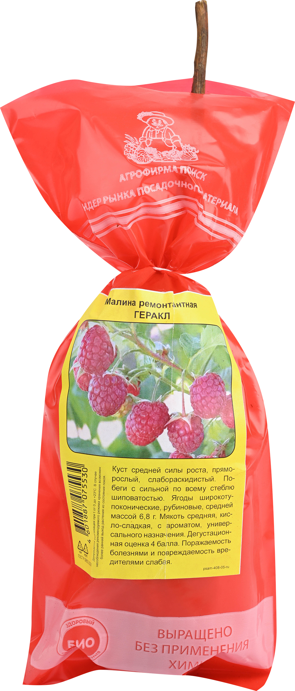 Изображение товара Саженец плодовый ПОИСК Малина, ремонтантные сорта