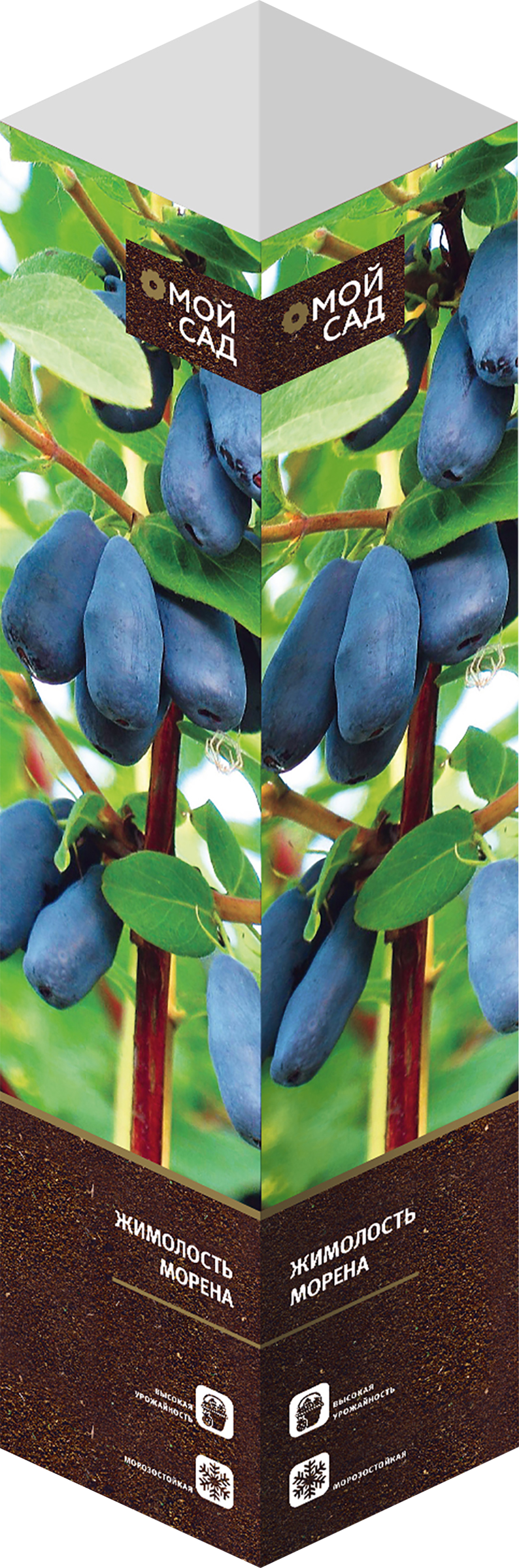 Изображение товара Саженец МОЙ САД Жимолость Морена