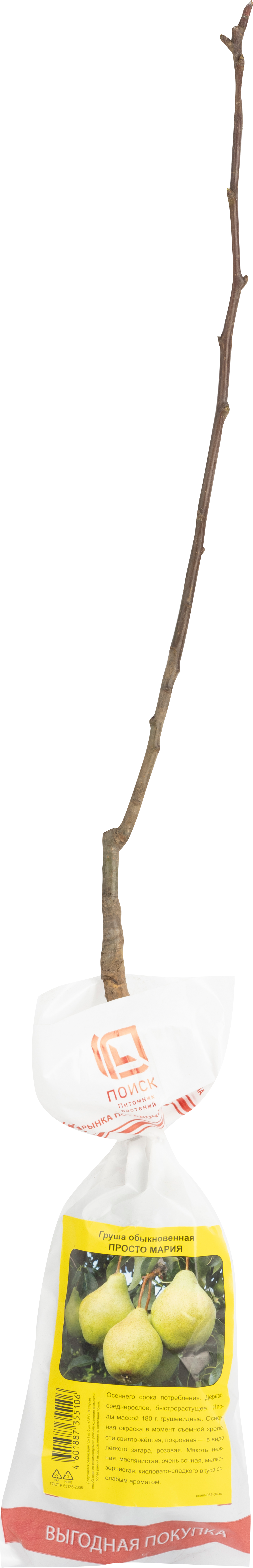 Изображение товара Саженец плодовый ПОИСК Груша