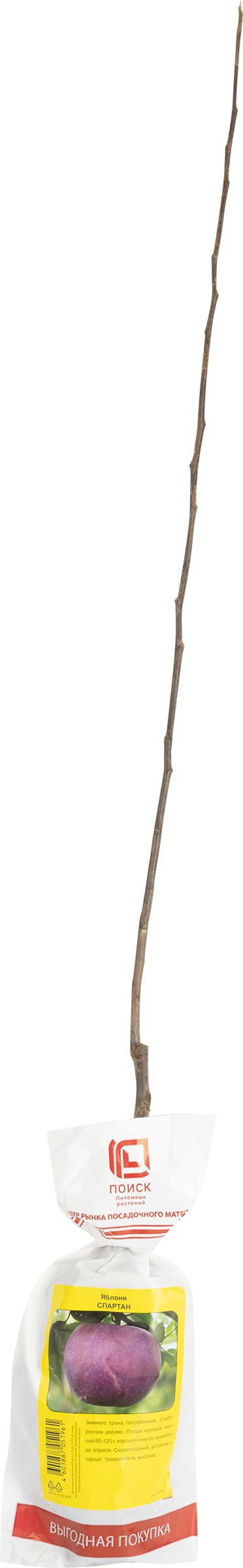 Изображение товара Саженец плодовый ПОИСК Яблоня