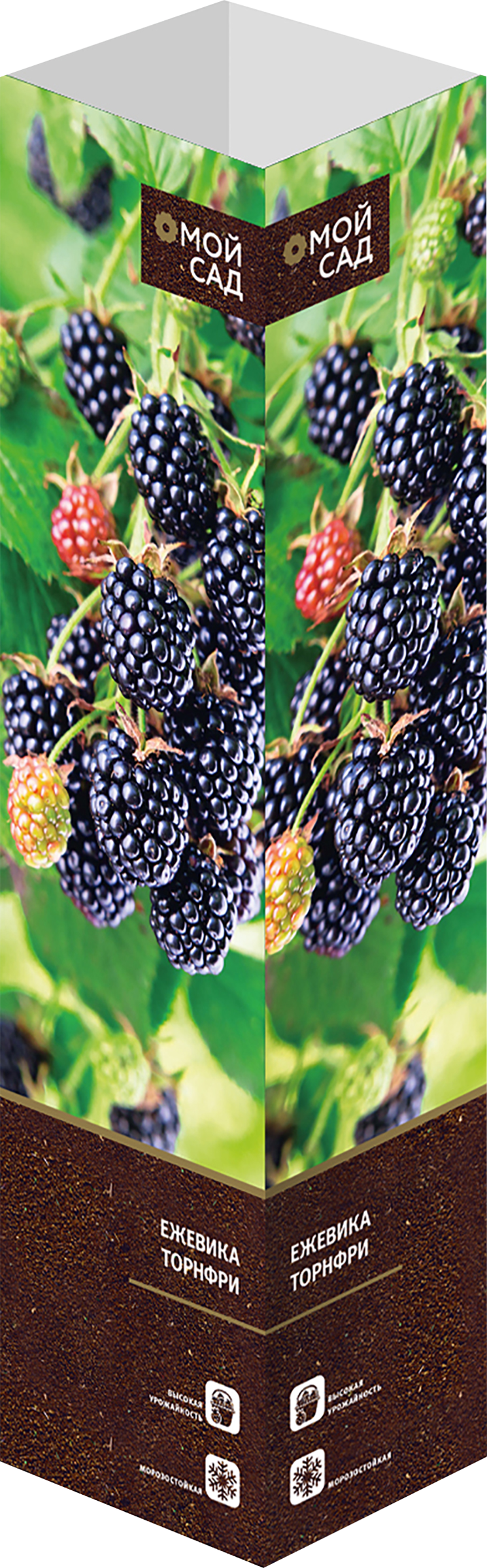 Изображение товара Ежевика Торнфри МОЙ САД - саженец, 10x10x40см, до 20 кг ягод