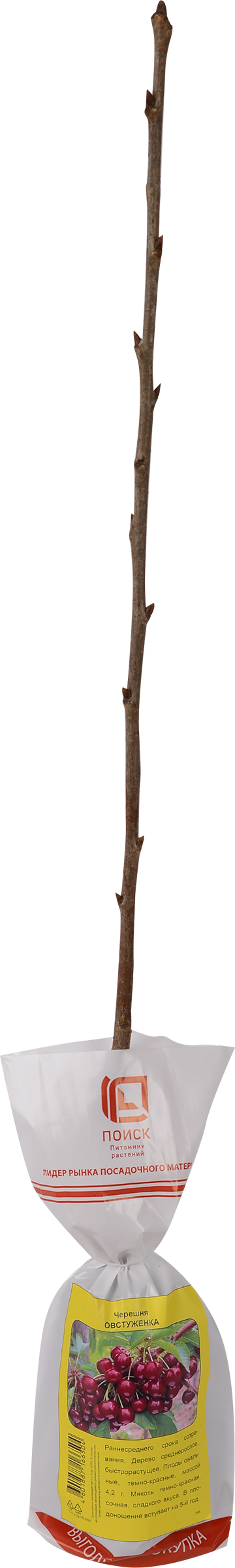 Изображение товара Саженец плодовый ПОИСК Черешня - плодоносящее дерево, самобесплодный сорт
