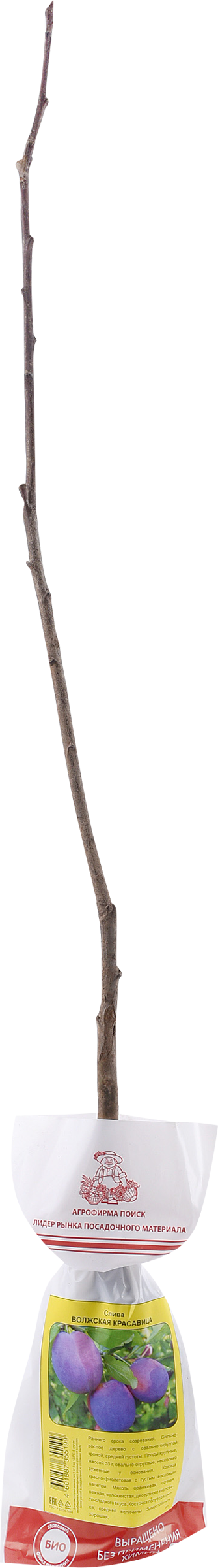 Изображение товара Саженец плодовый ПОИСК Слива