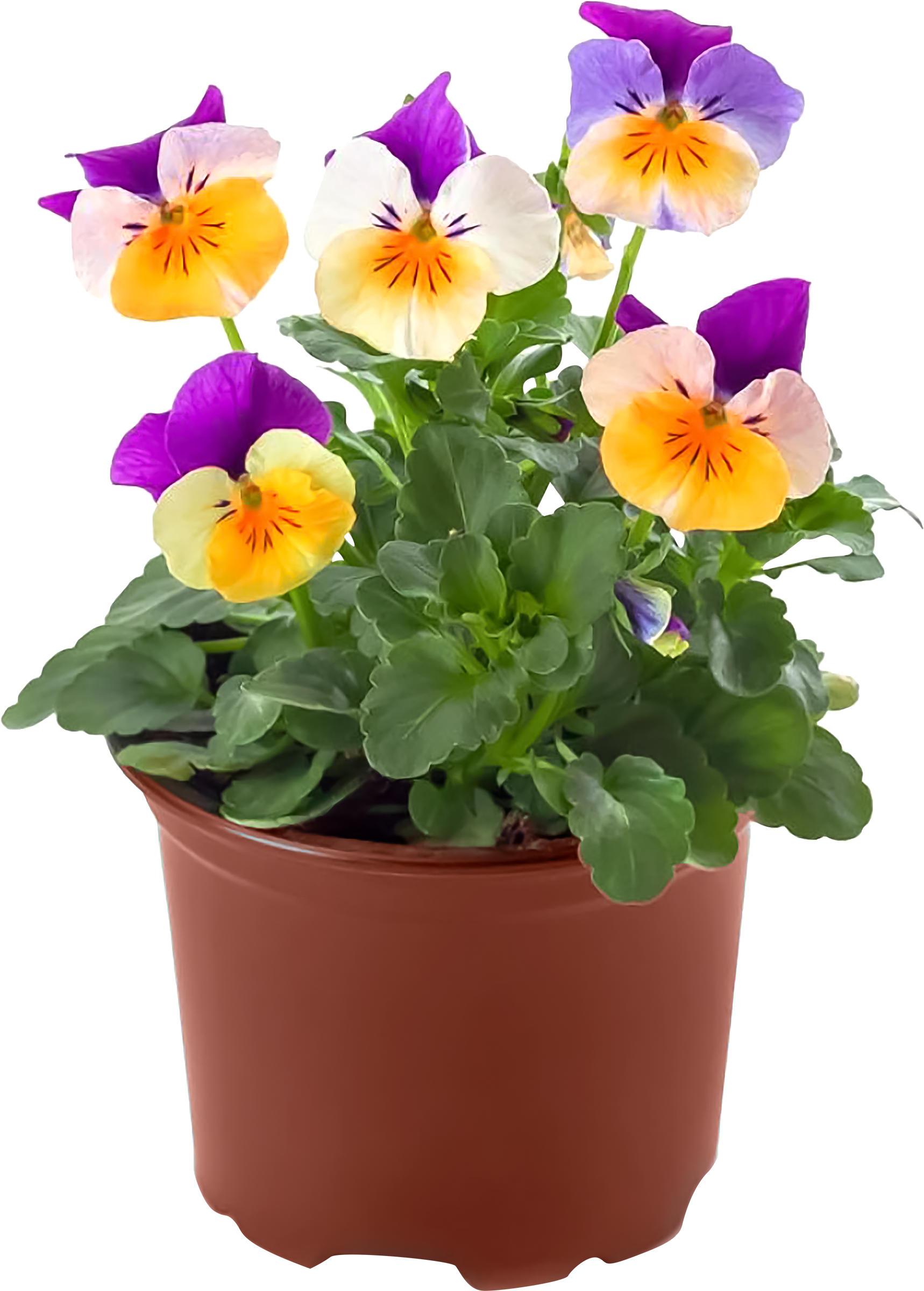 Изображение товара Растение горшечное Анютины глазки (Виола садовая)