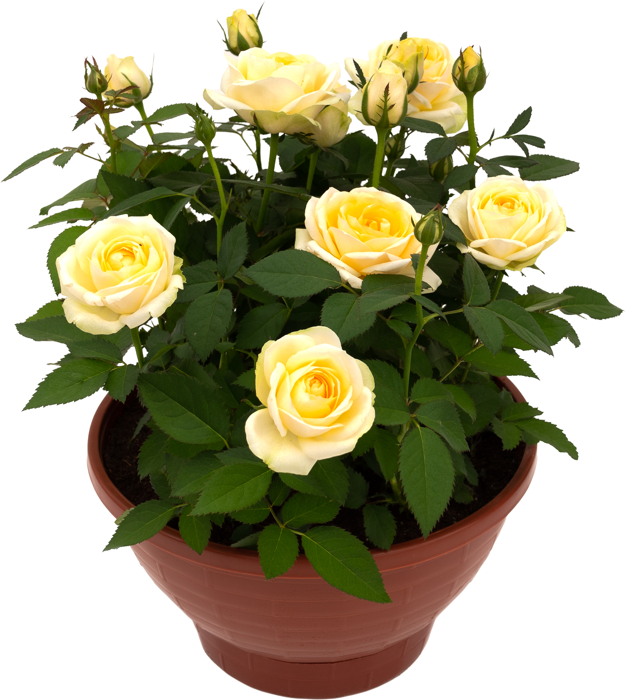 Изображение товара Растение горшечное Роза Кордана, микс, в кашпо