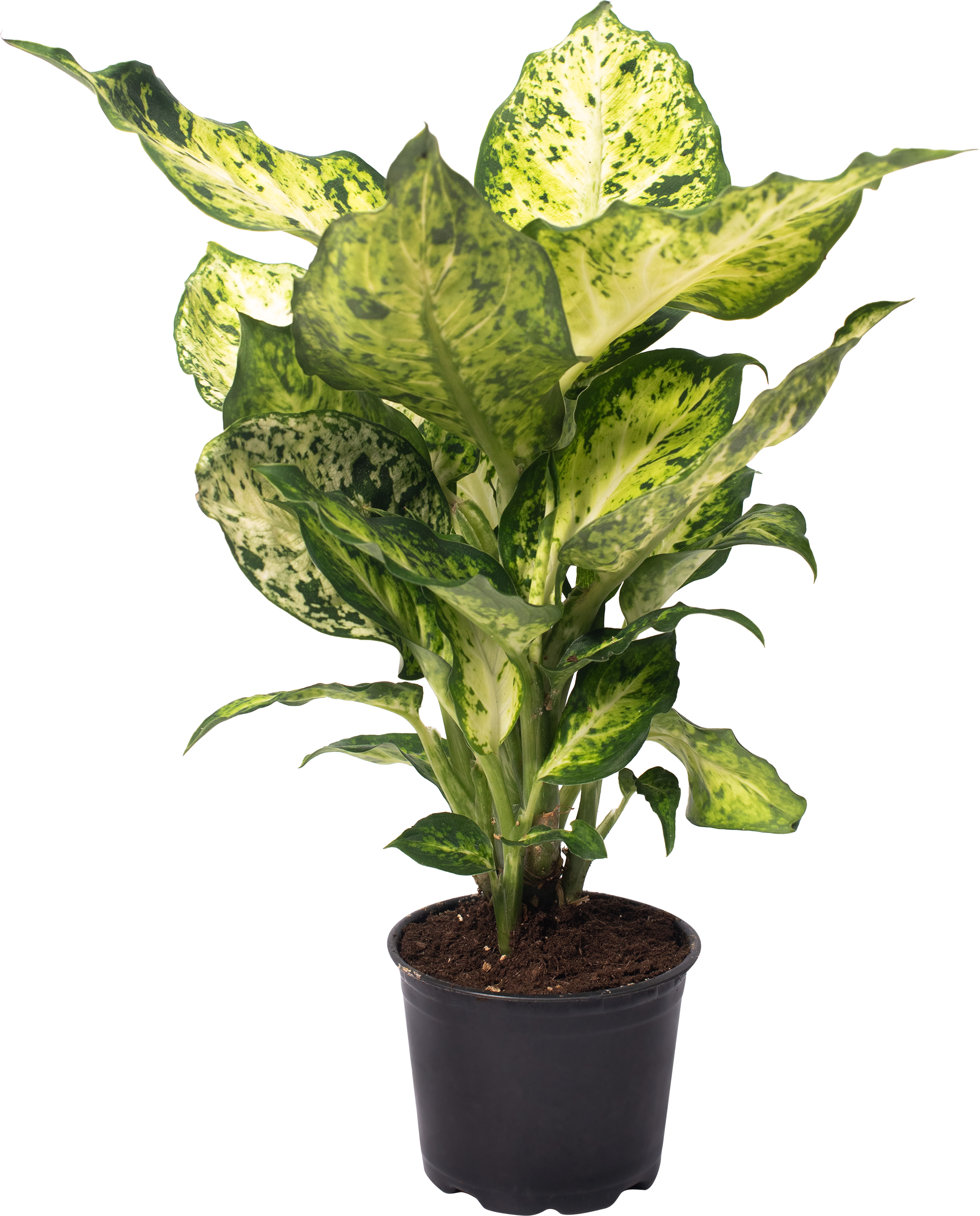 Изображение товара Растение горшечное Диффенбахия d=10см