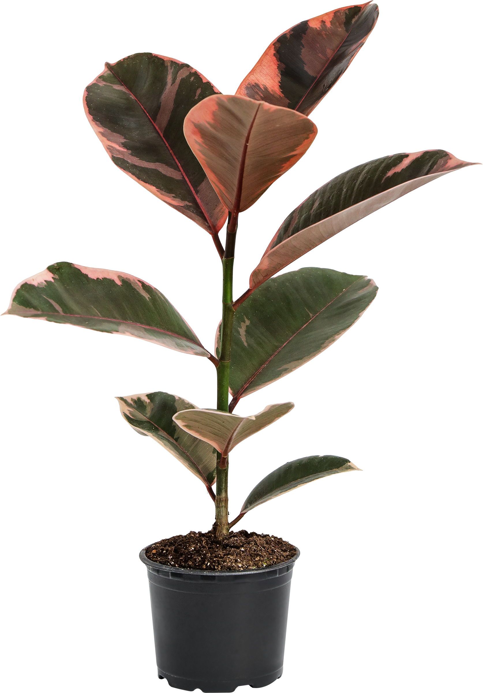 Изображение товара Горшечное растение Фикус d=10см микс для интерьера