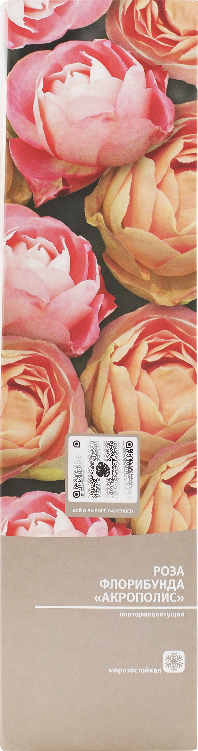 Изображение товара Саженцы KOLIBRI Роза, микс 2