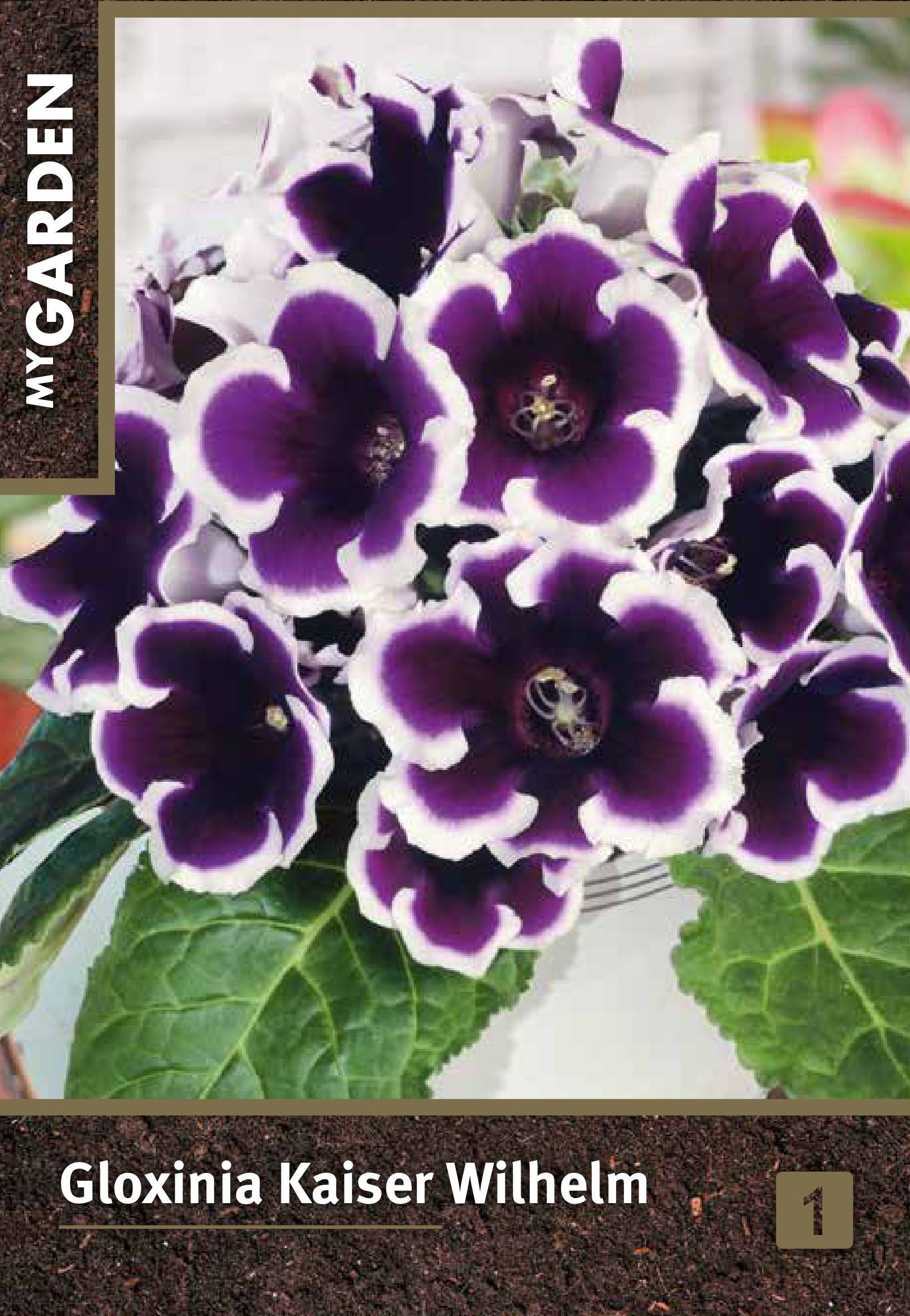 Изображение товара Луковицы MY GARDEN Глоксиния Кайзер Вильгельм
