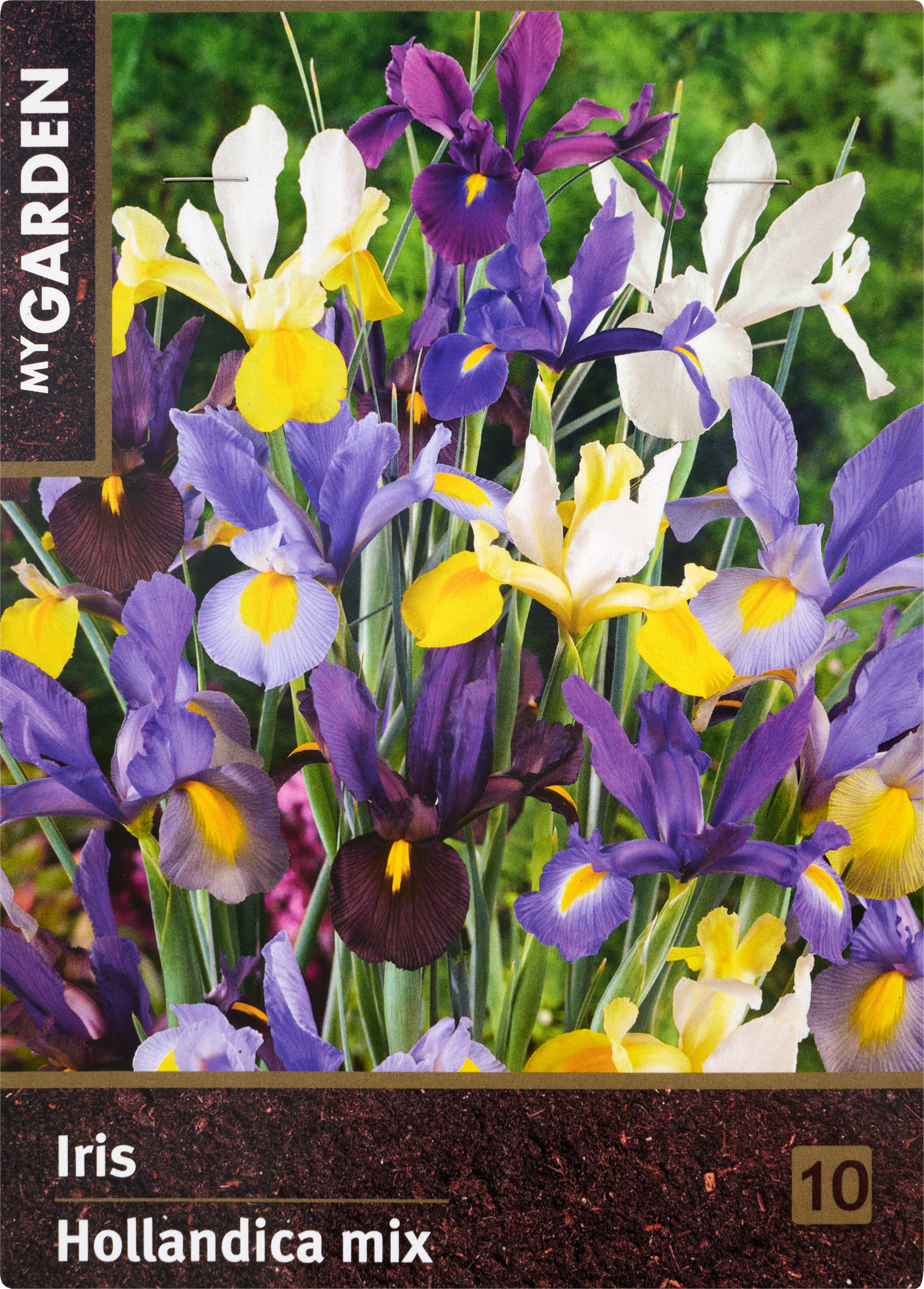 Изображение товара Луковицы MY GARDEN Ирис Голландский микс 10шт