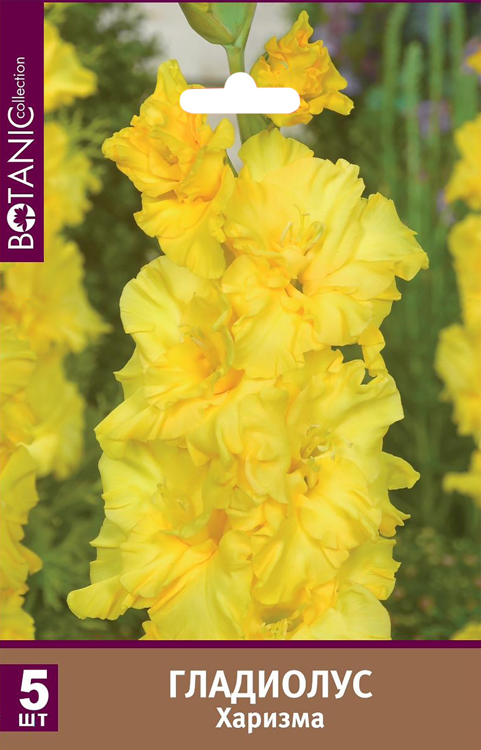 Изображение товара Луковицы BOTANIC COLLECTION Гладиолус крупноцветковый Харизма, 5шт