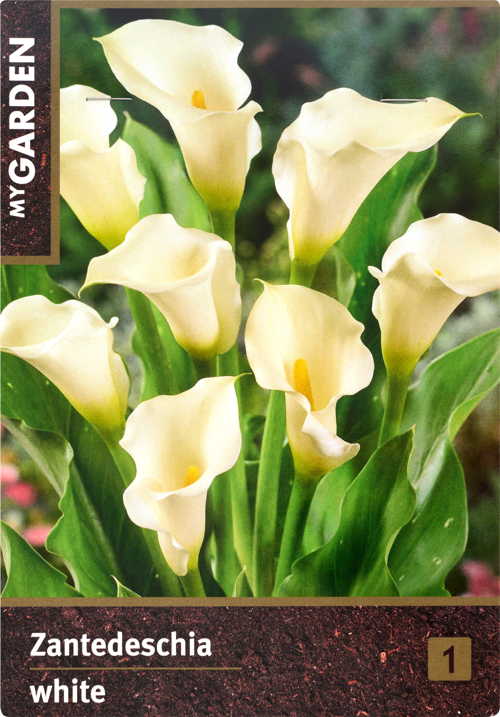 Изображение товара Луковицы MY GARDEN Калла, белая