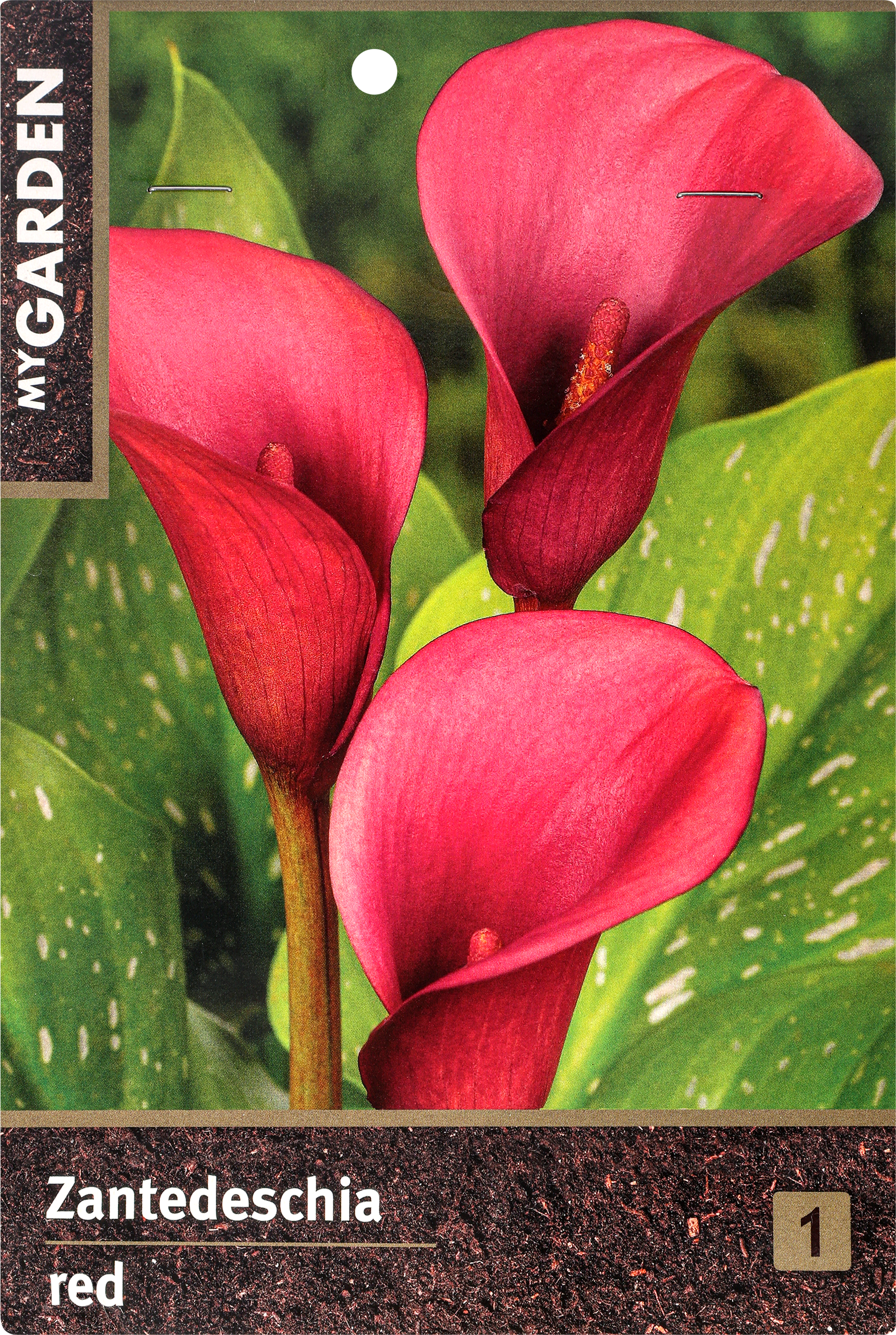 Изображение товара Луковицы MY GARDEN Калла, красная