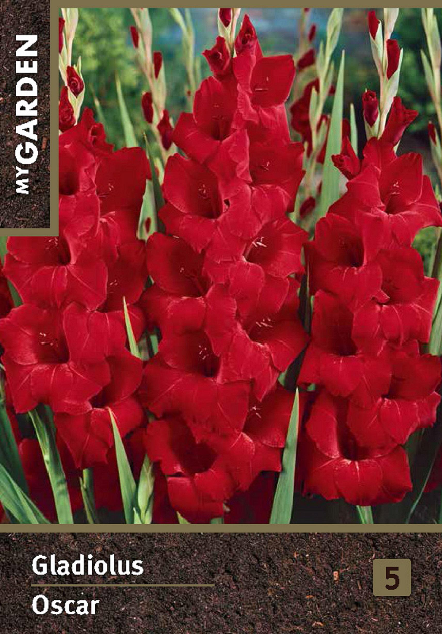 Изображение товара Луковицы MY GARDEN Гладиолус крупноцветковый Оскар, 3шт
