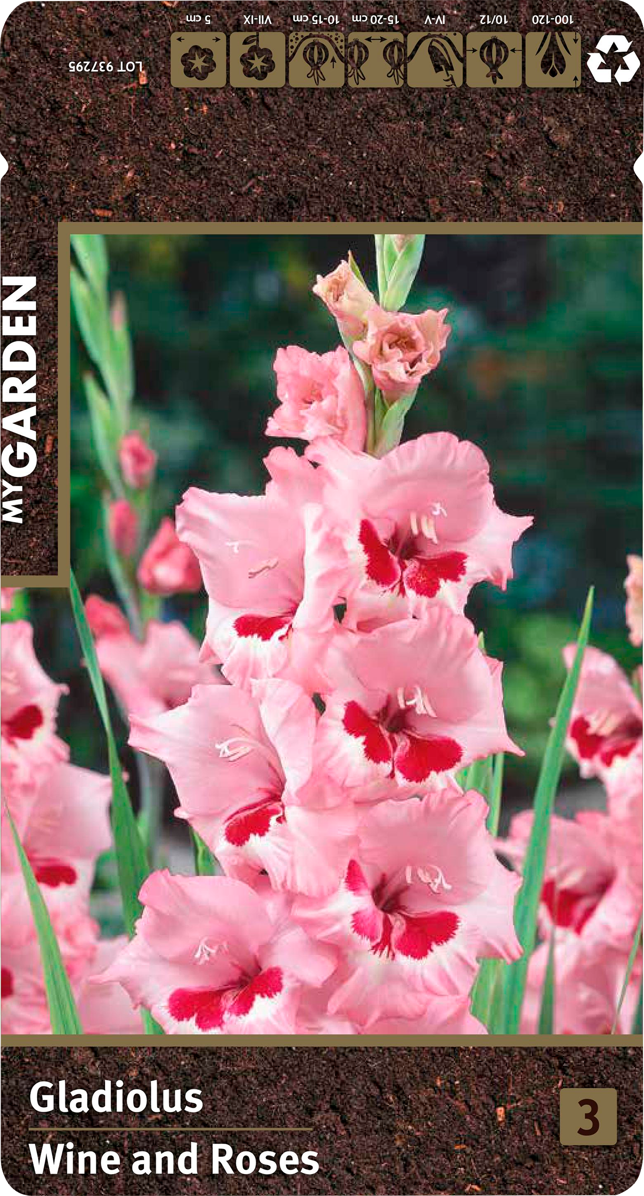 Изображение товара Луковицы MY GARDEN Гладиолус крупноцветковый Вайн Энд Роузес, 3шт