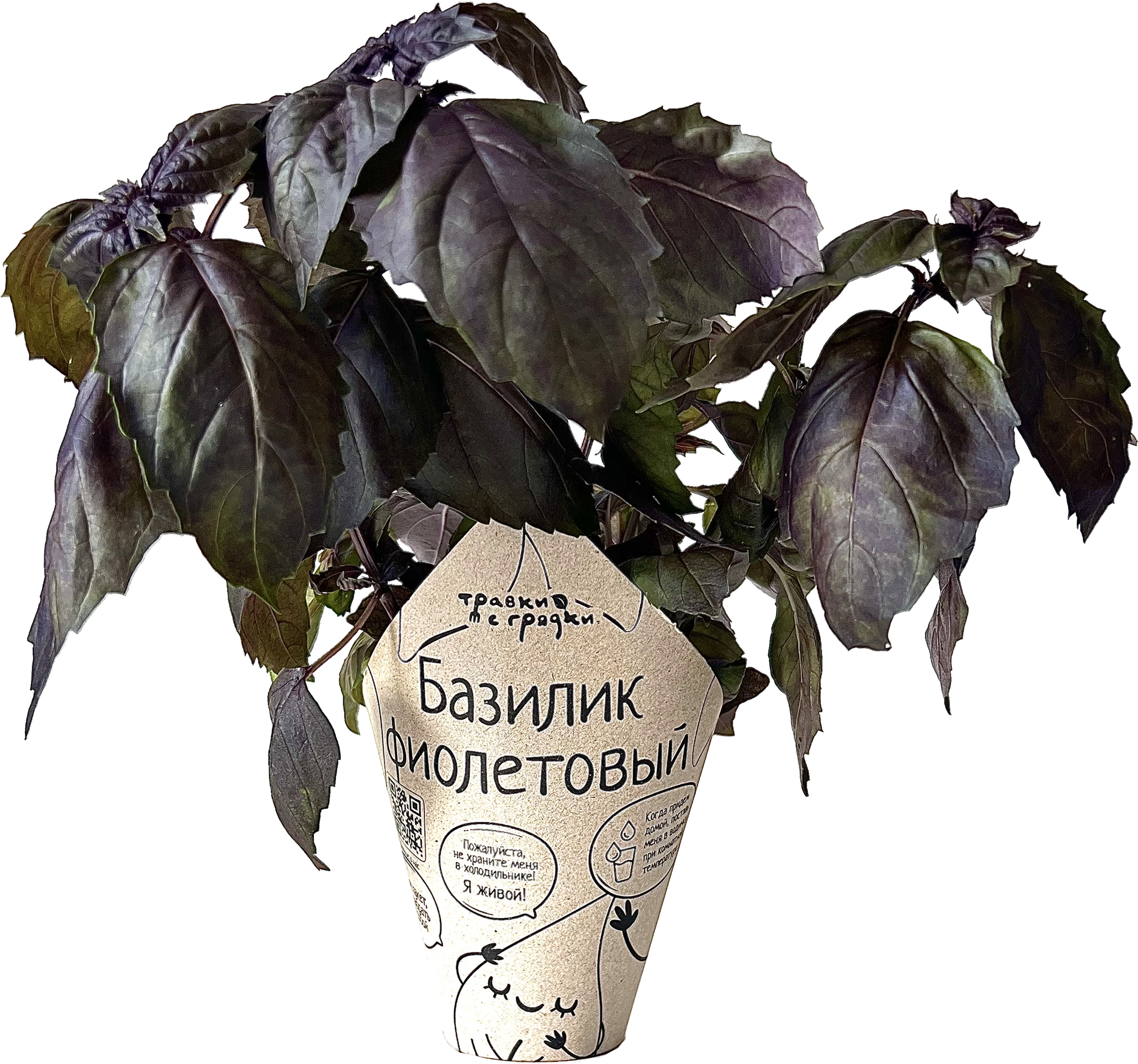 Изображение товара Базилик фиолетовый ТРАВКИ С ГРЯДКИ, в горшочке