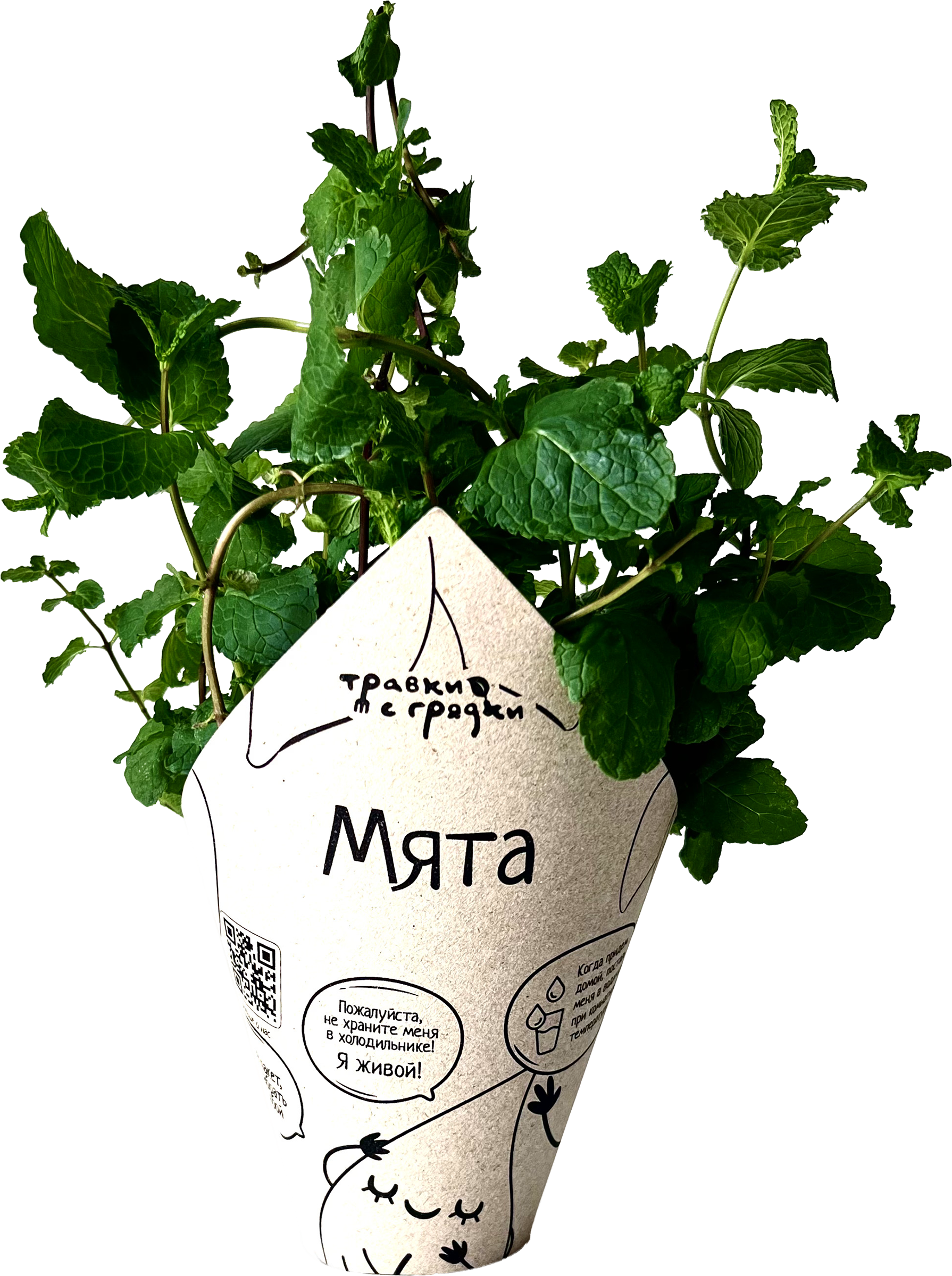 Изображение товара Кинза ТРАВКИ С ГРЯДКИ в горшочке свежая ароматная зелень