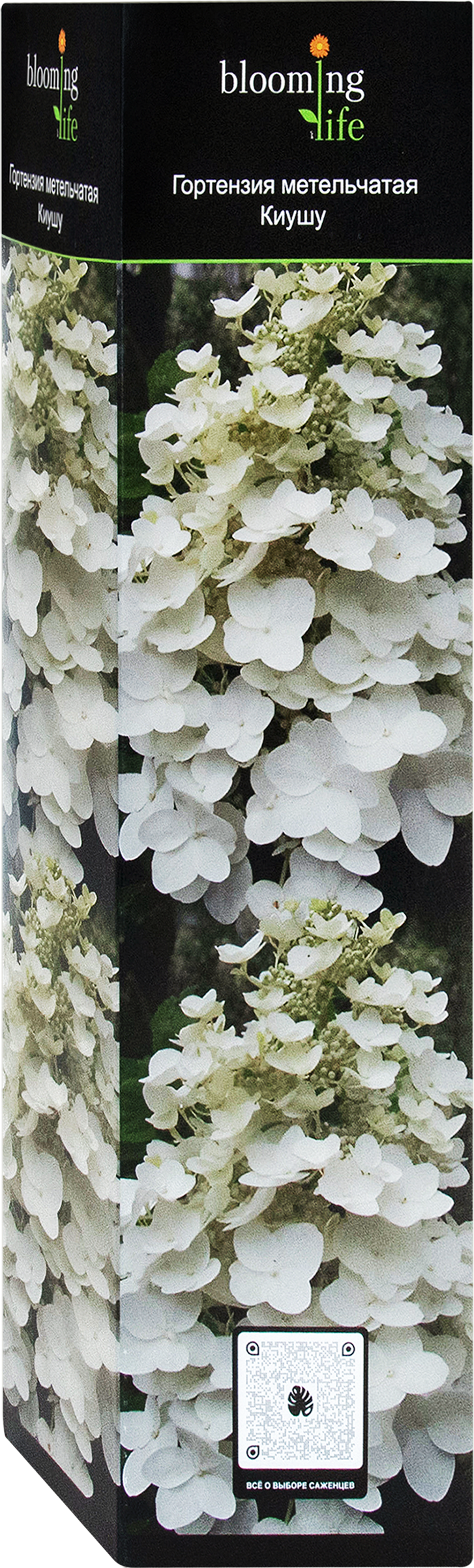 Изображение товара Саженец BLOOMING Гортензия метельчатая Mикс