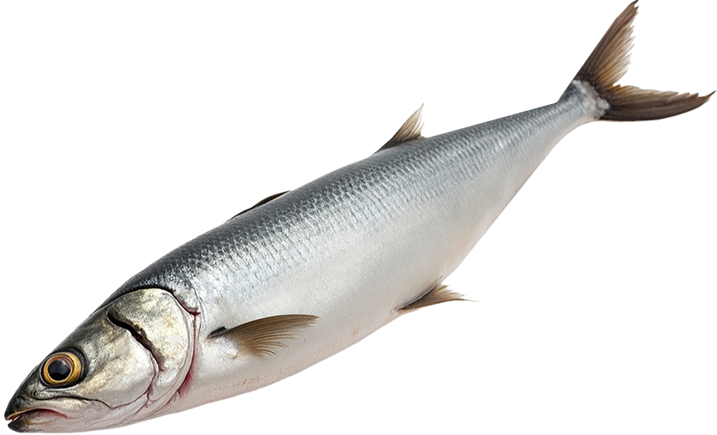 Изображение товара Сельдь Тихоокеанская слабосоленая неразделанная, весовая