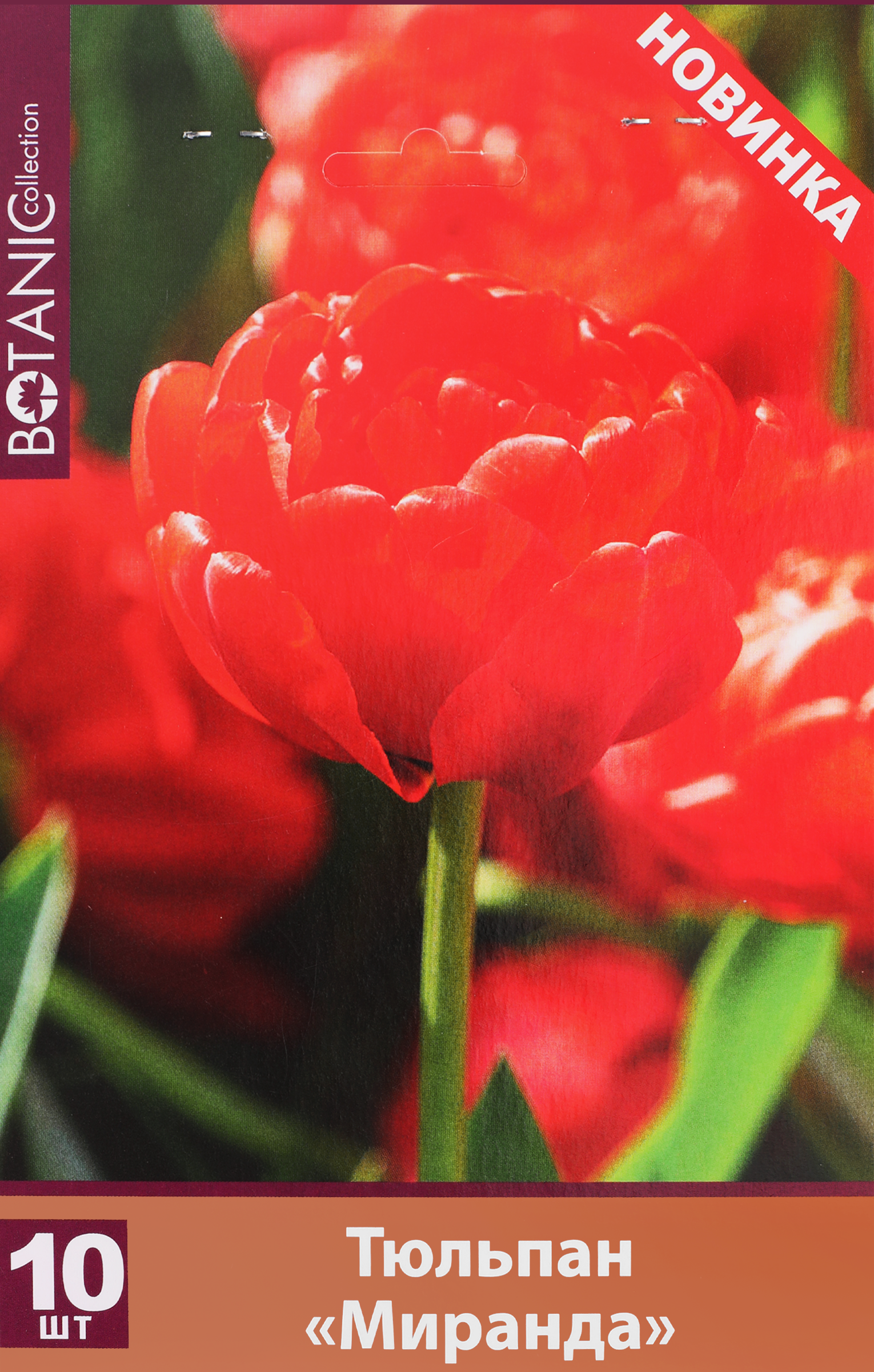 Изображение товара Луковицы Тюльпан махровый поздний Миранда 10 шт для сада и клумб