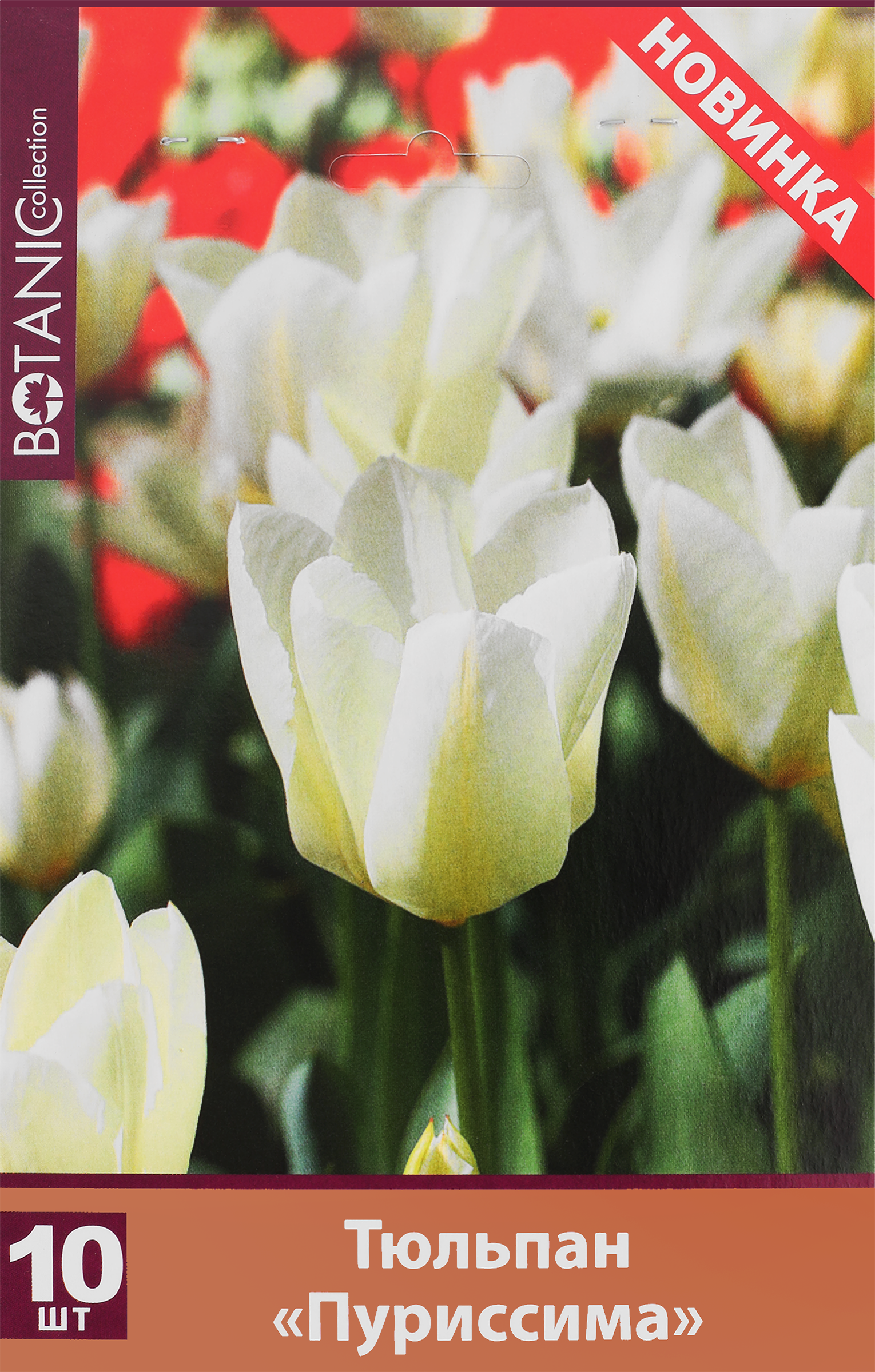 Изображение товара Луковицы Тюльпан Гибрид фостера Пуриссима 10 шт для посадки в грунт
