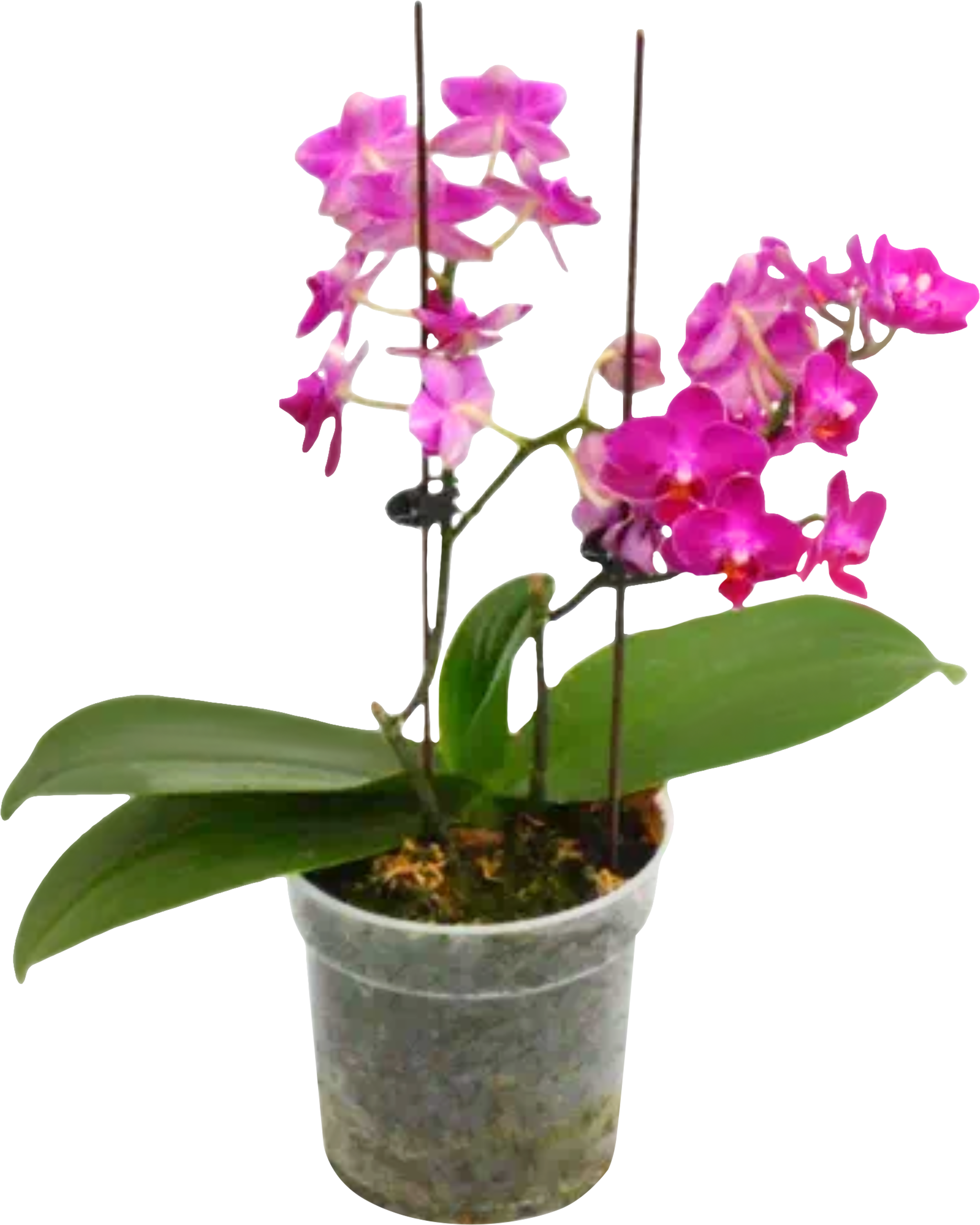 Изображение товара Растение горшечное Фаленопсис мультифлора d=9см