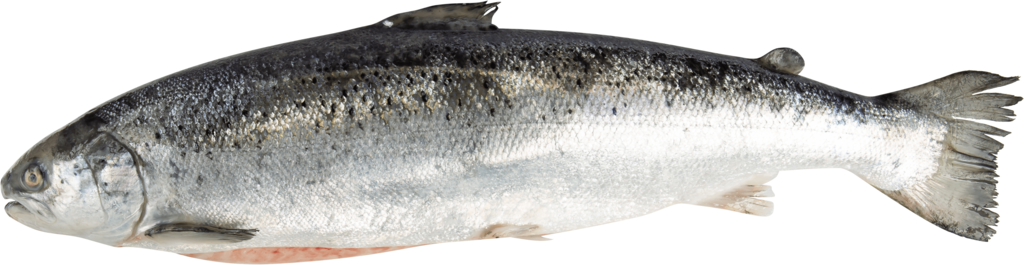 Изображение товара Лосось ЛЕНТА FRESH с головой 3-8кг охлажденный весовой рыба