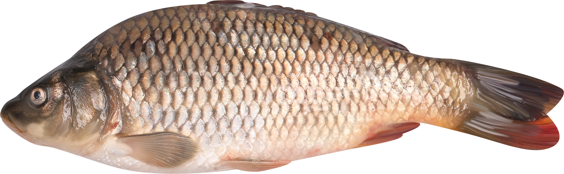 Изображение товара Карп Лента Fresh непотрошеный охлажденный (Весовой) (Белок 16г, Омега-3)