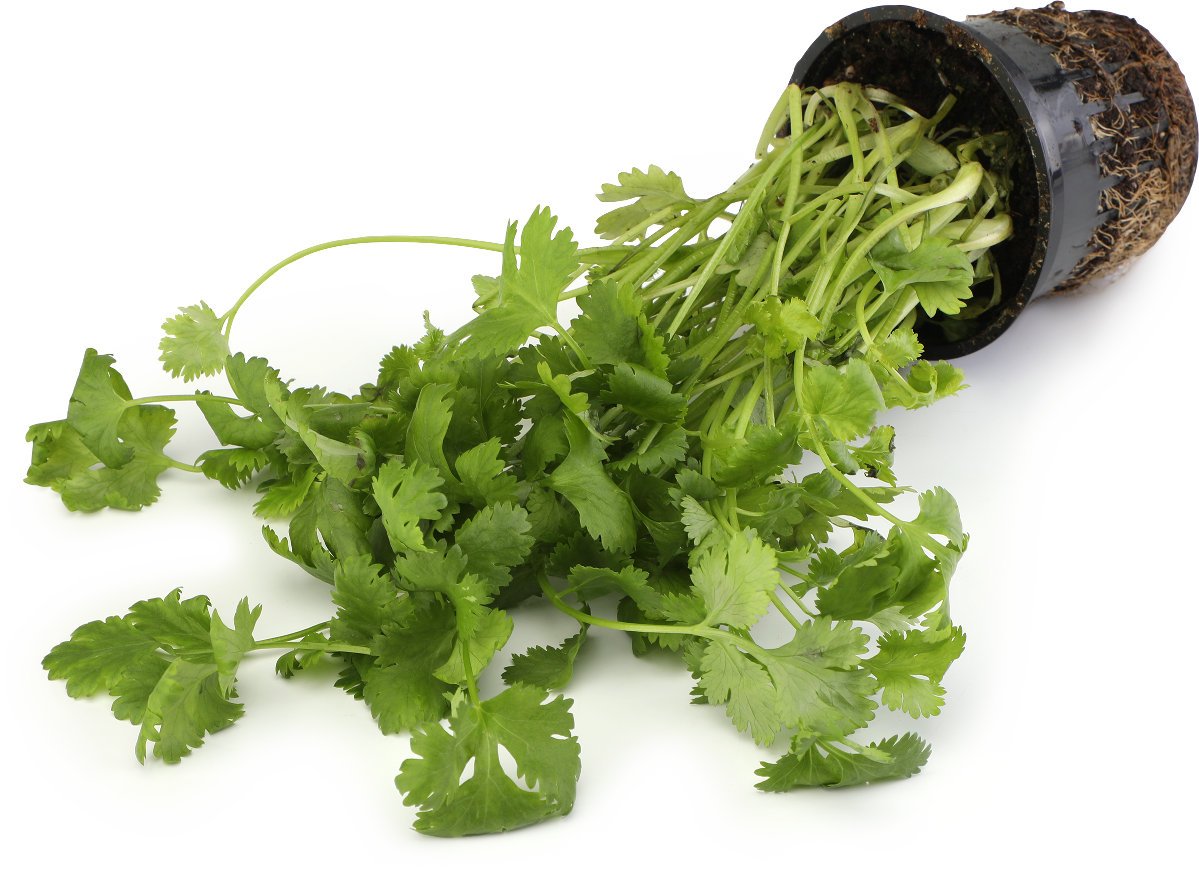 Изображение товара Кинза/кориандр в горшочке свежая и ароматная зелень