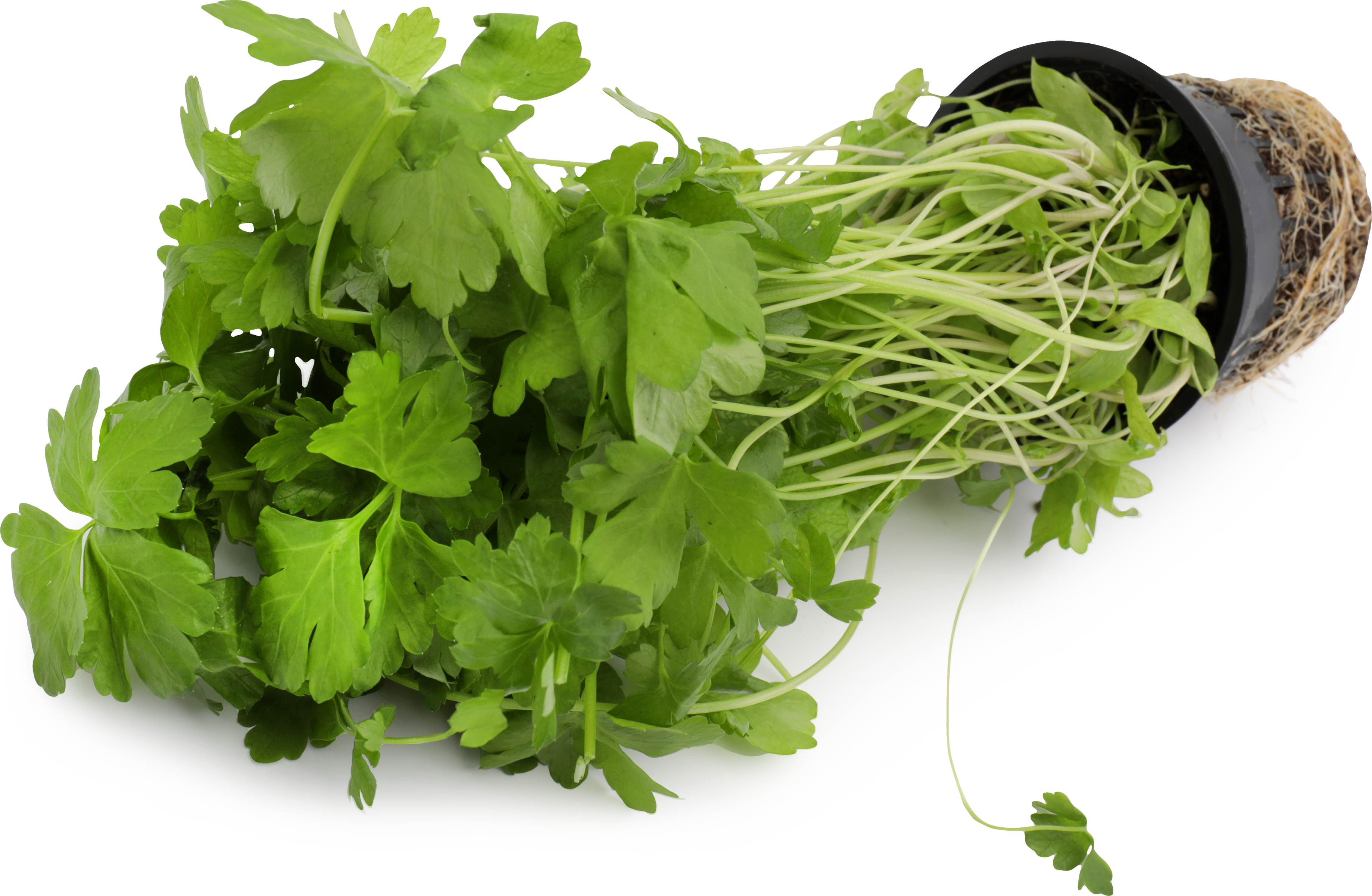 Изображение товара Свежая петрушка в горшочке 100% натуральная в упаковке