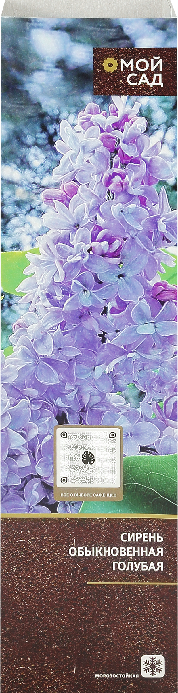 Изображение товара Саженец Сирень обыкновенная, микс, шт - аромат и цветение весной