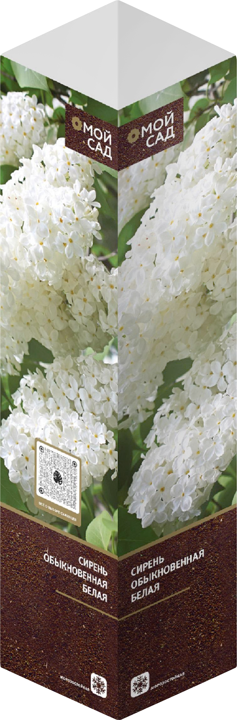 Изображение товара Саженец Сирень обыкновенная, микс, шт - аромат и цветение весной