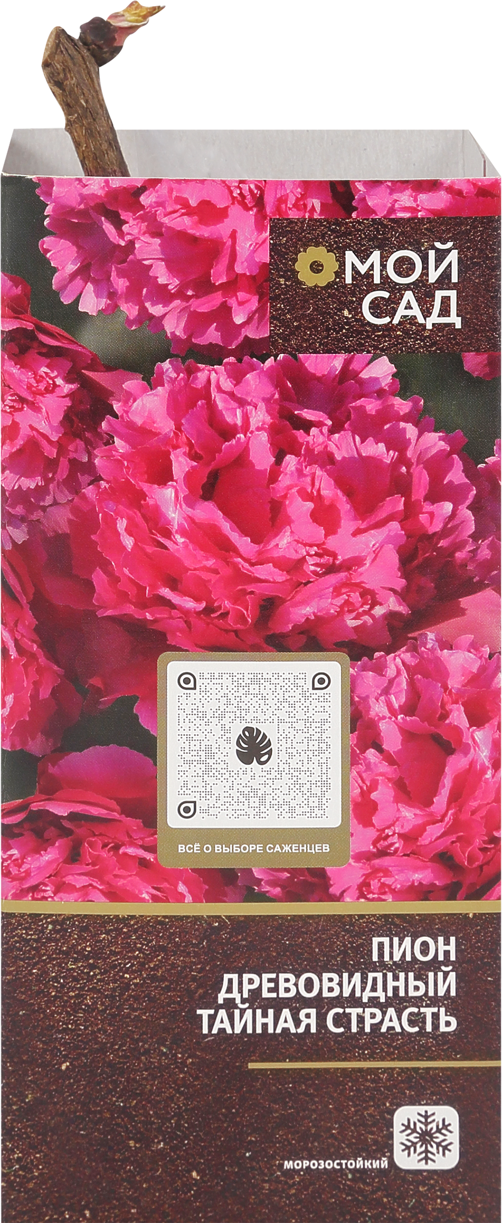 Изображение товара Пион привитый древовидный, микс - саженец для сада