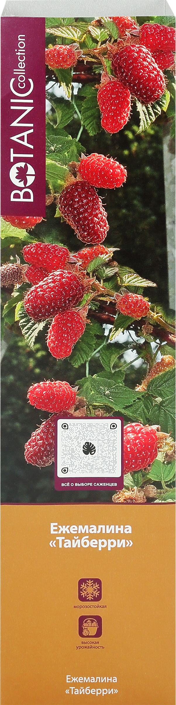 Изображение товара Саженец Ежемалина, микс, шт