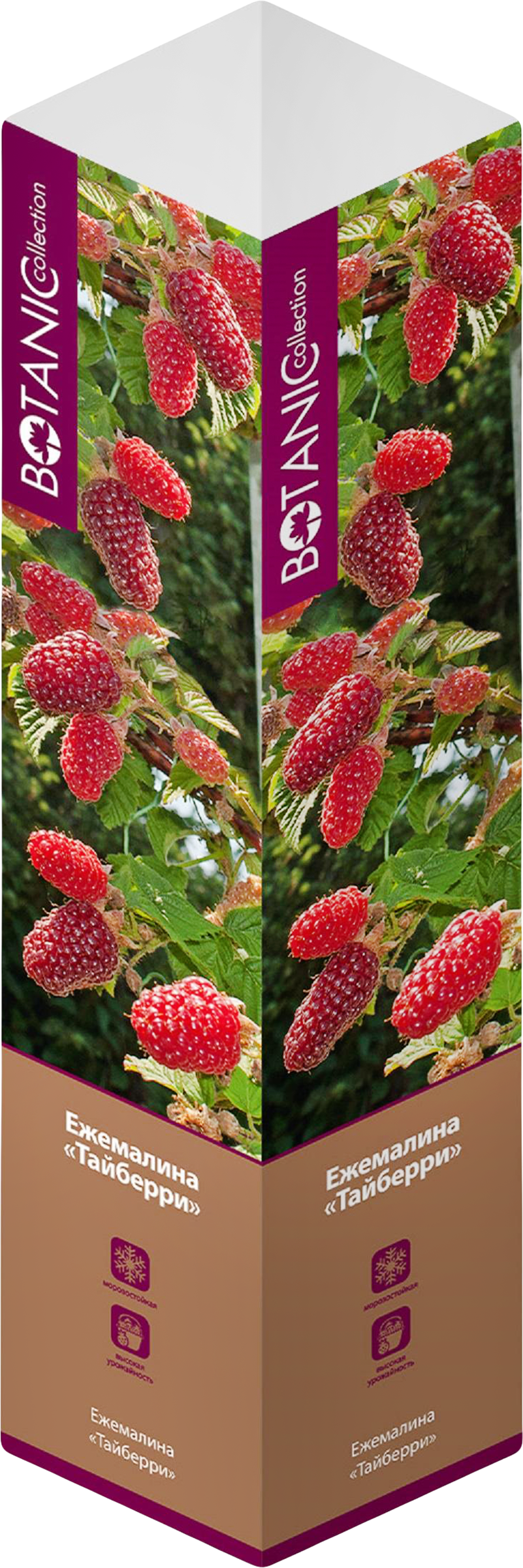 Изображение товара Саженец Ежемалина микс для сада - крупные ягоды, устойчивая к болезням