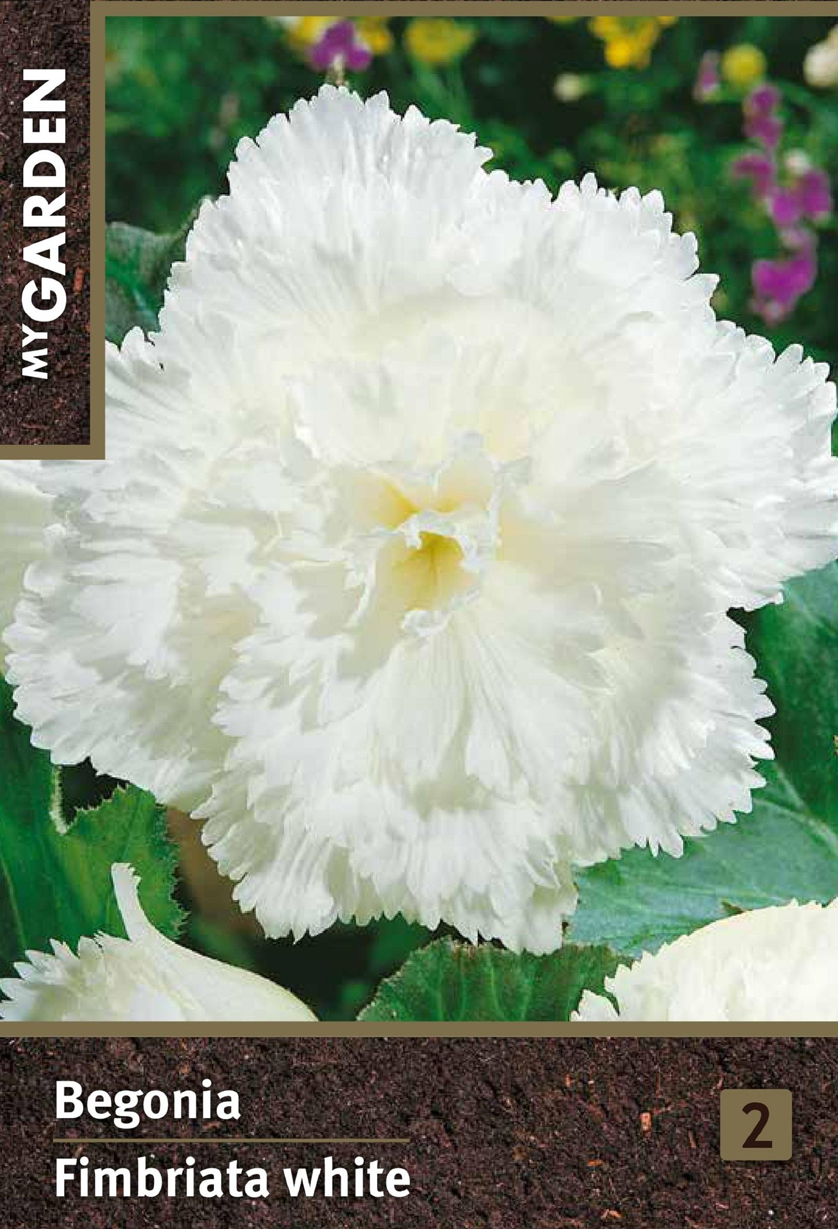 Изображение товара Луковицы MY GARDEN Бегония фимбриата, белая, 2шт