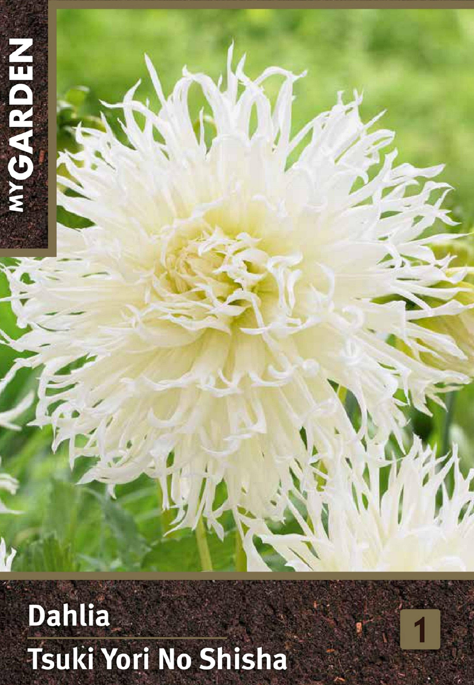 Изображение товара MY GARDEN Георгина фимбриата Тсуки Ери Ноy Шиша