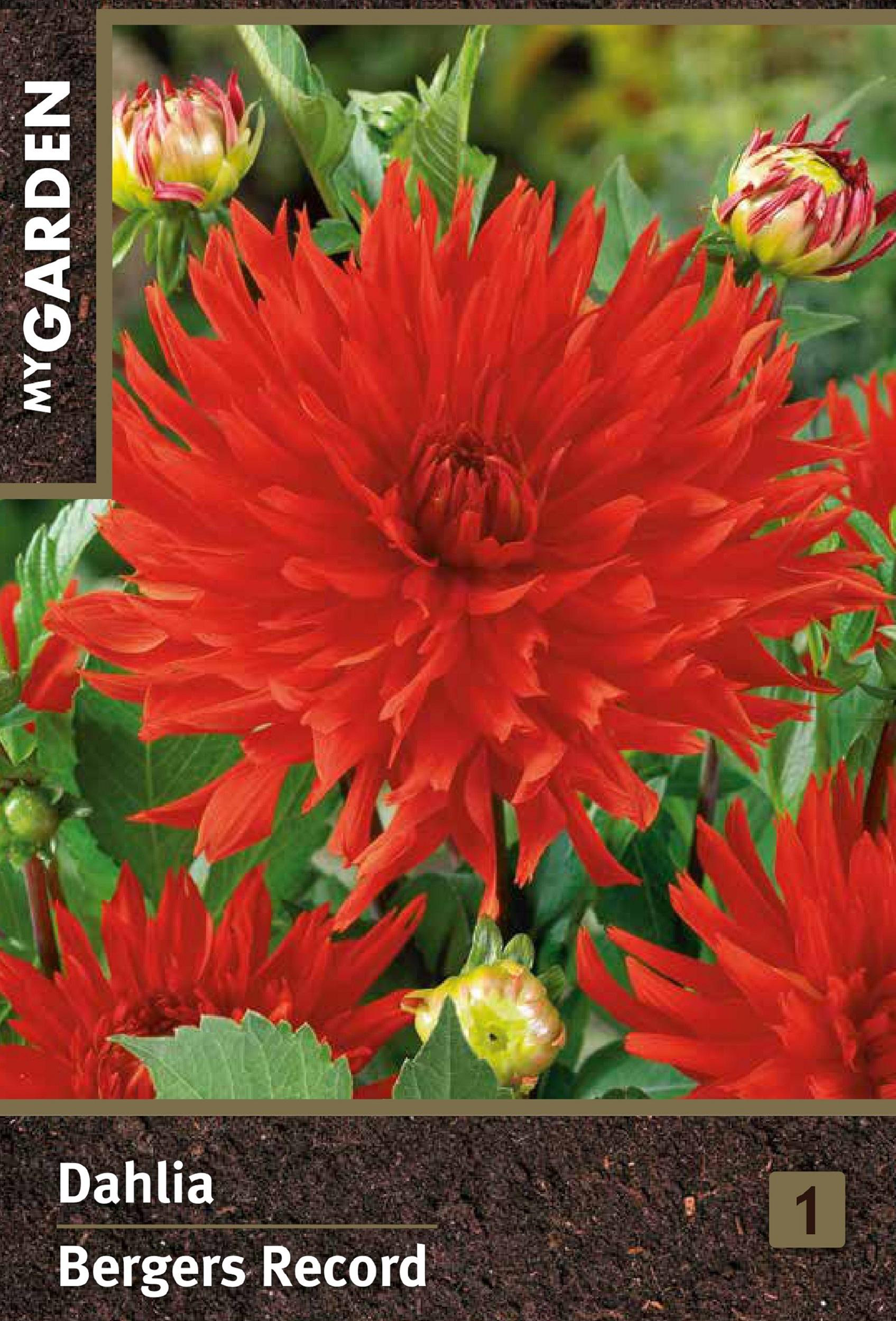 Изображение товара Луковица MY GARDEN Георгина кактусовая Бергерс Рекорд, шт